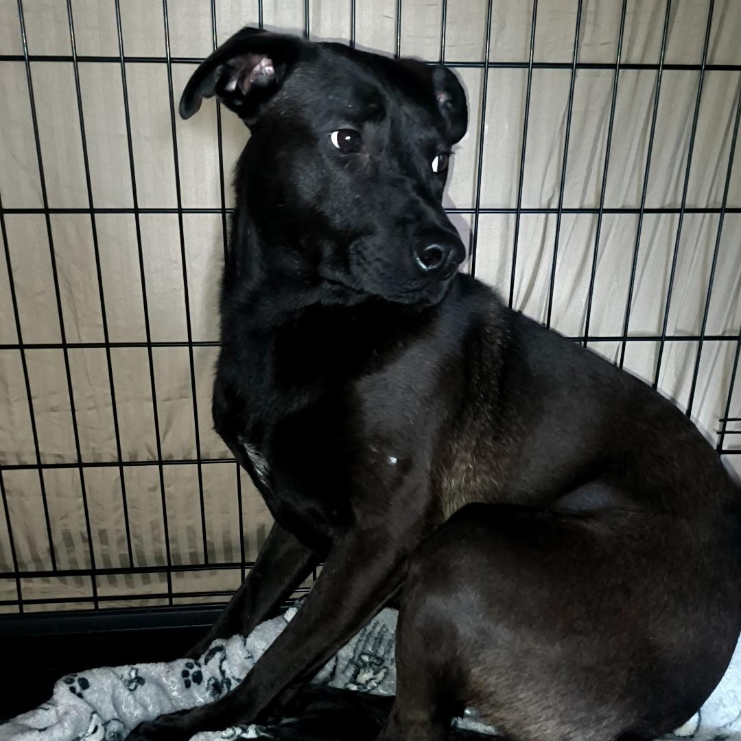 Polo, an adoptable mixed breed in Port Saint Lucie, FL image 1/5