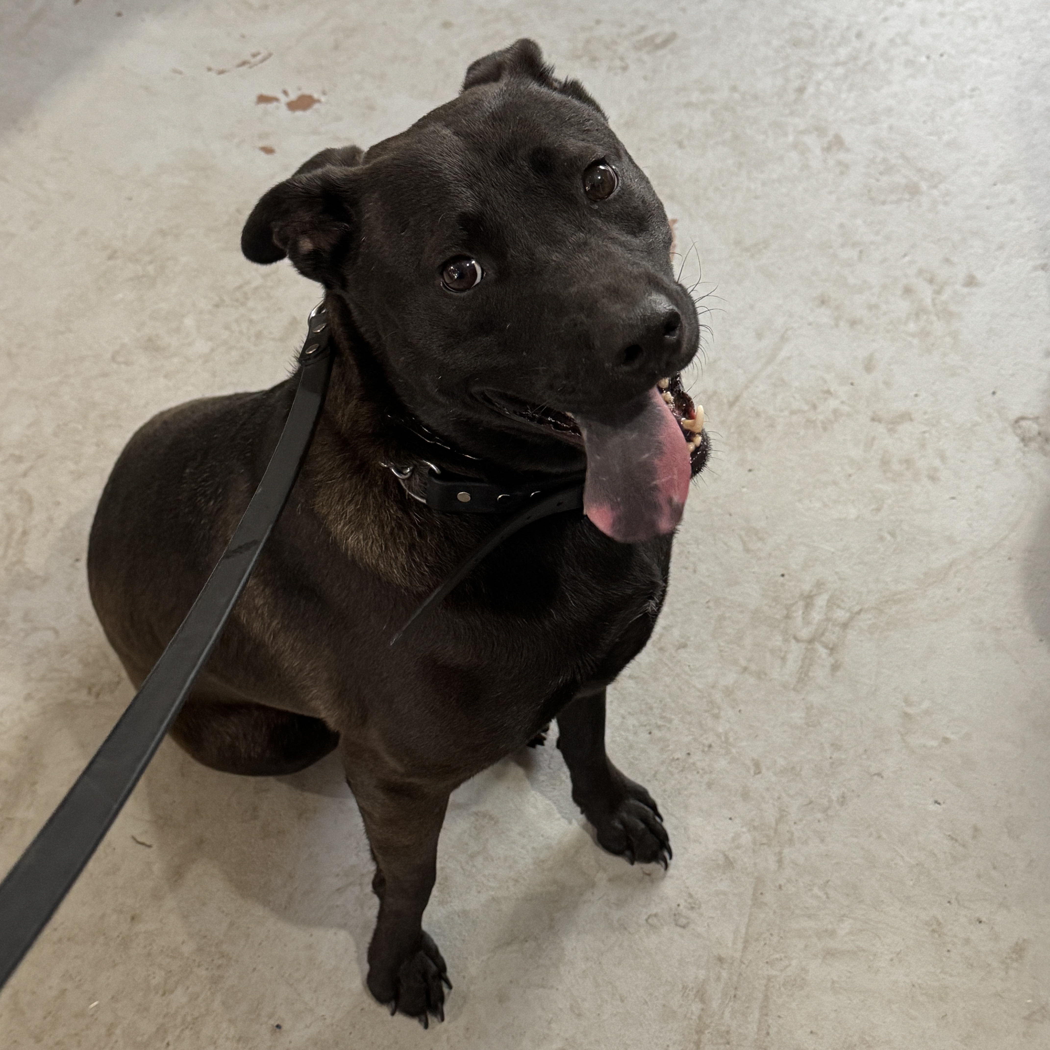 Polo, Adoptable, Adult Male Labrador Retriever.