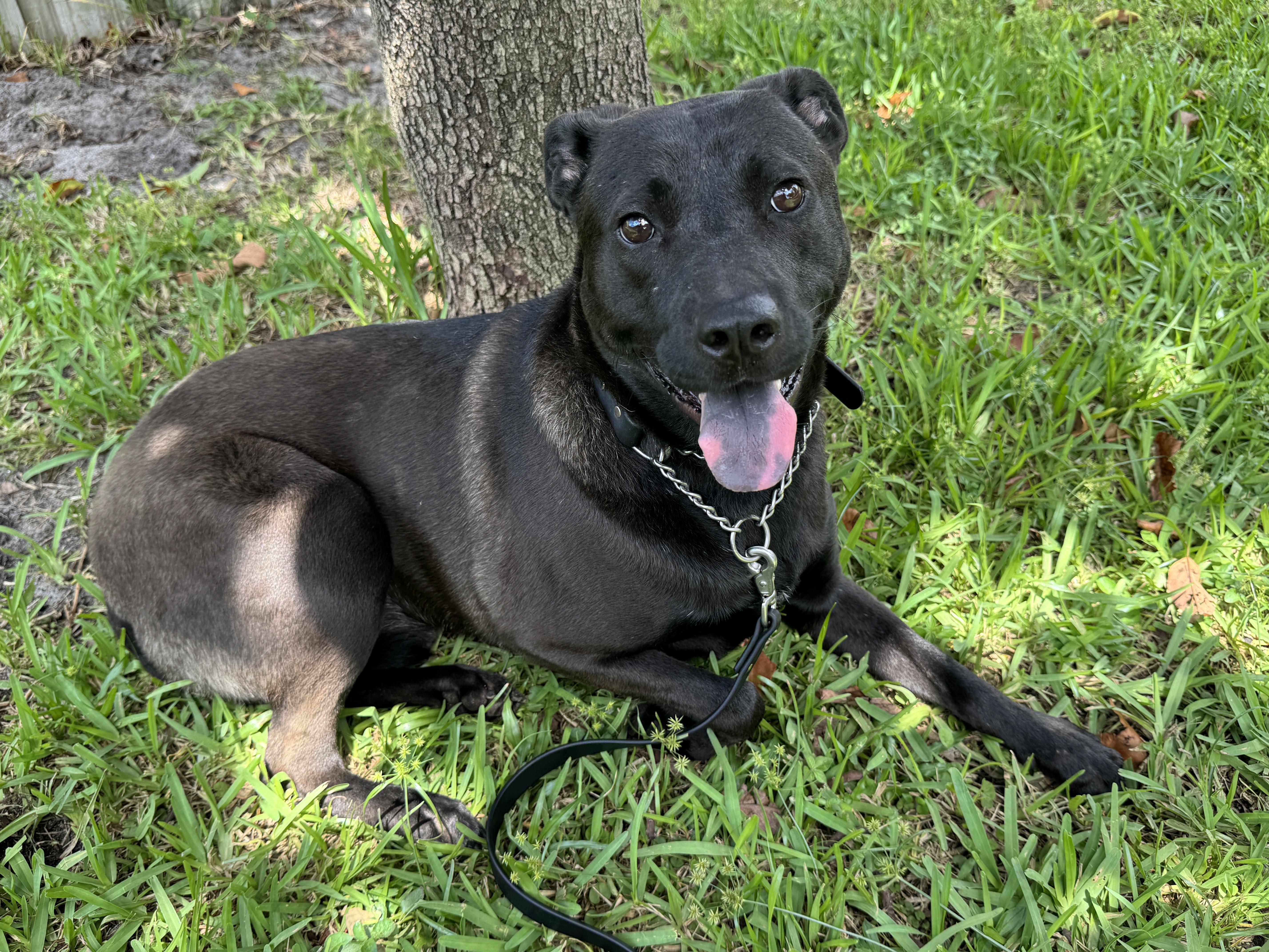 Polo, adoptable, Adult Male Labrador Retriever.