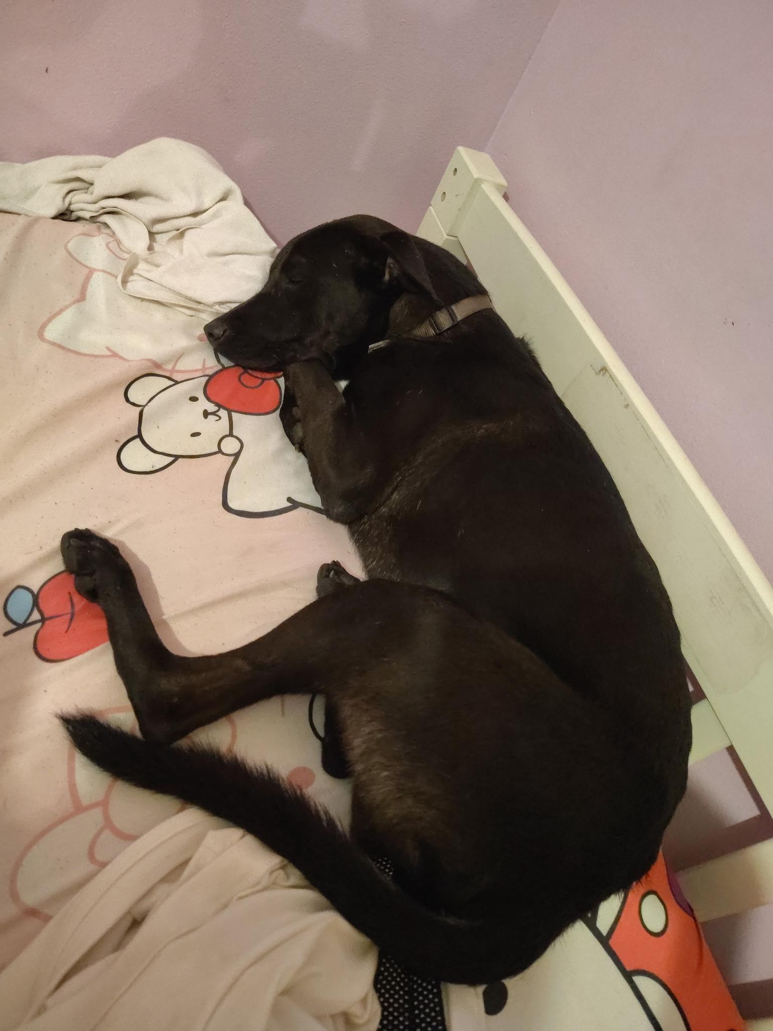 Polo, a Adoptable mixed breed in Port Saint Lucie, FL image 2/6