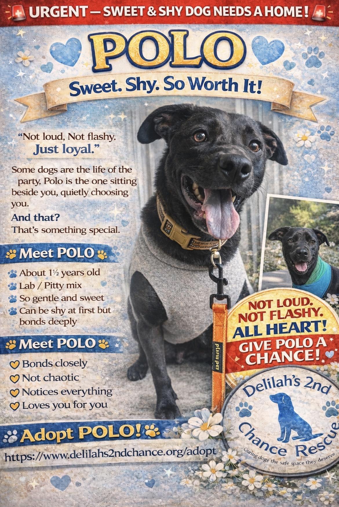 Enlarge Polo, a Adoptable mixed breed in Port Saint Lucie, FL image 6/6