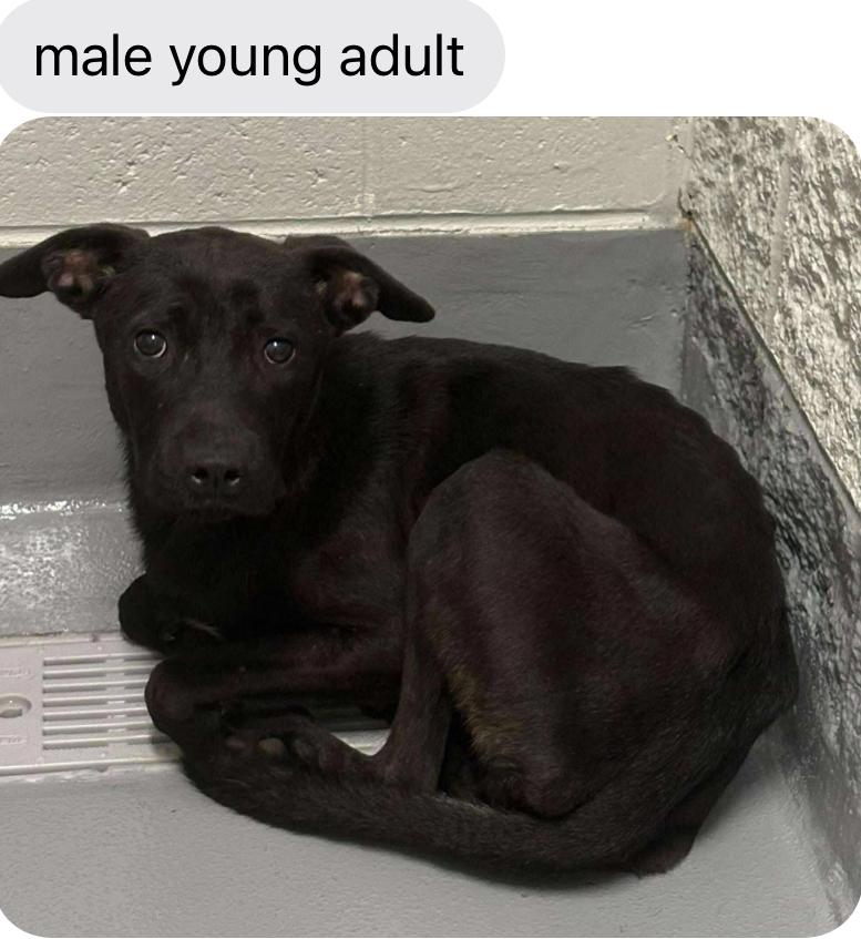 Polo, a Adoptable mixed breed in Port Saint Lucie, FL image 4/6