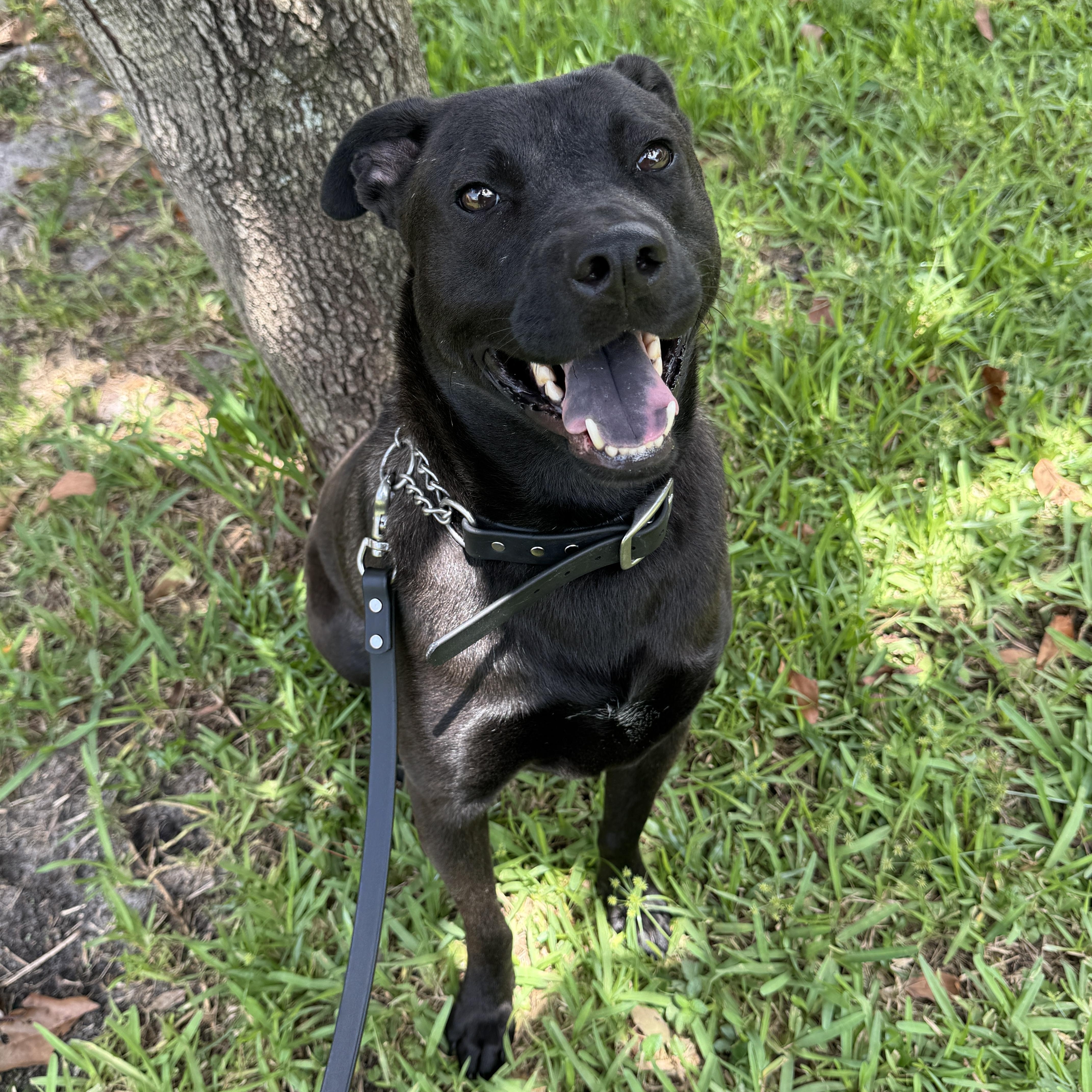 Enlarge Polo, a Adoptable mixed breed in Port Saint Lucie, FL image 3/6