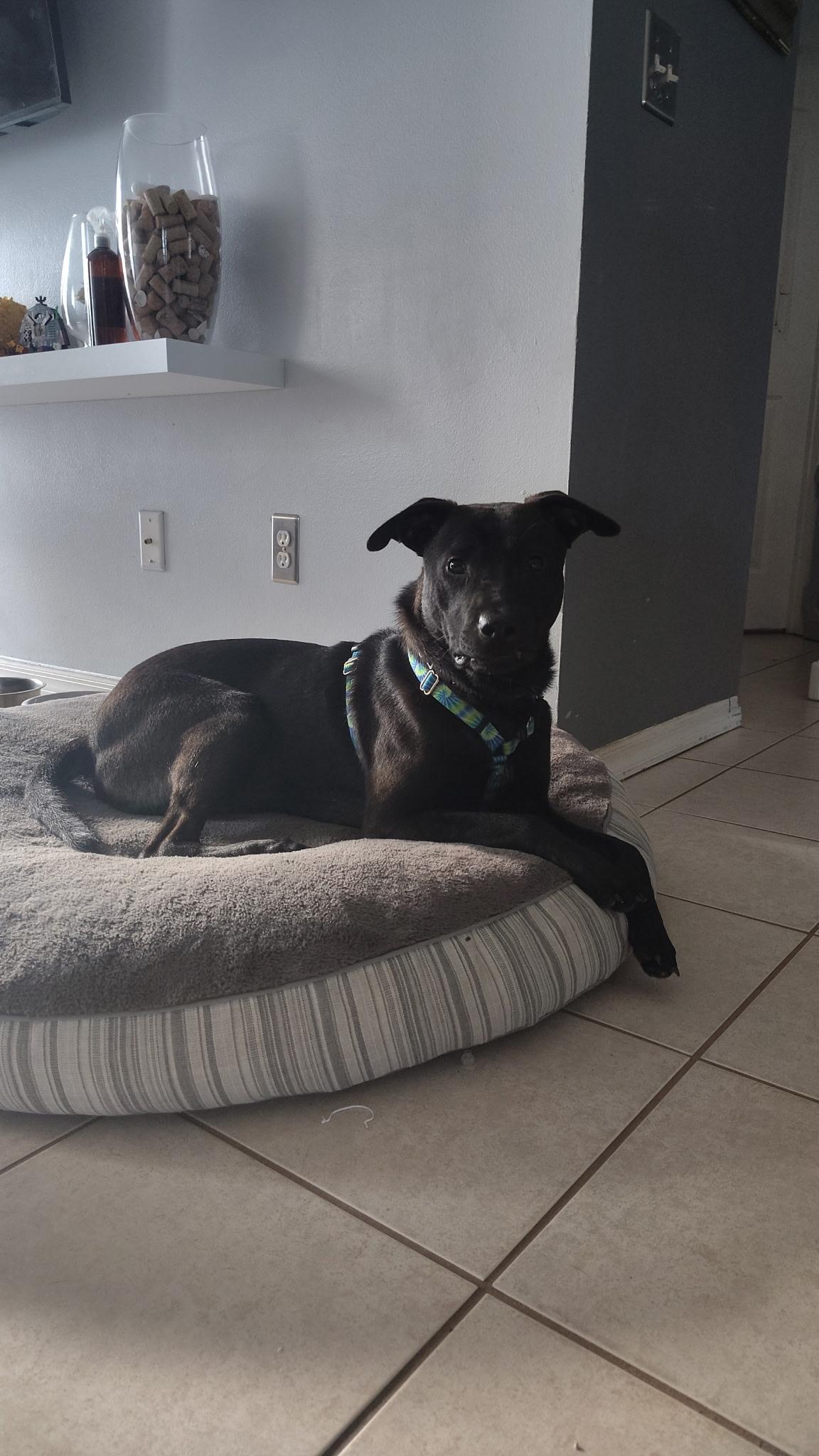 Polo, Adoptable, Young Male Labrador Retriever.