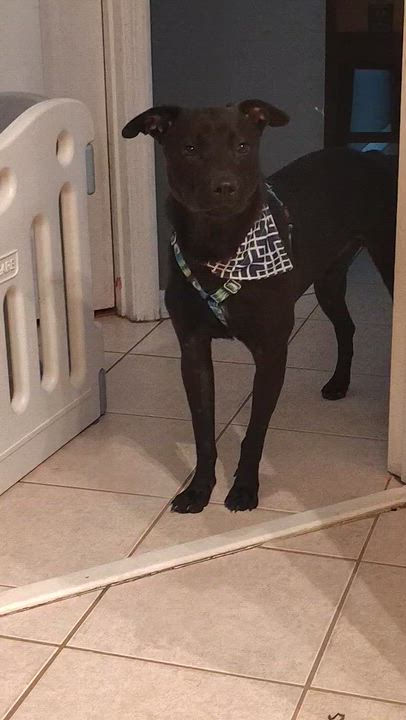 Enlarge Polo, a Adoptable mixed breed in Port Saint Lucie, FL video 6/6