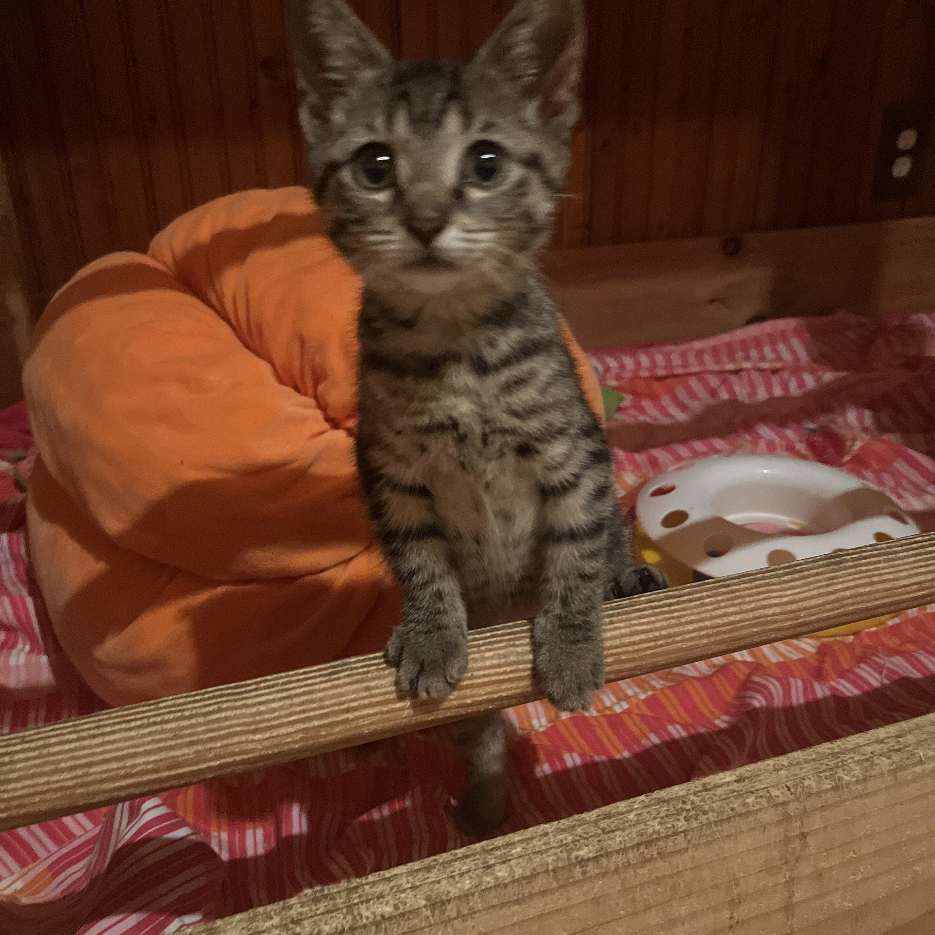 Olivia, ADOPTABLE, Kitten Female American Shorthair.