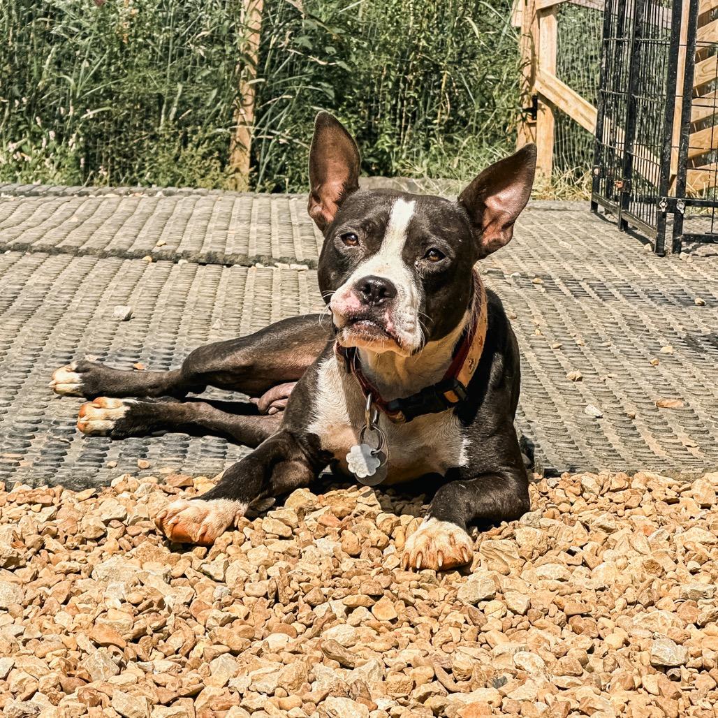 Bonnie, a Adoptable mixed breed in Duck River, TN image 1/6