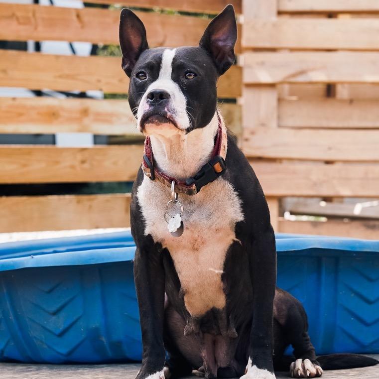 Bonnie, a Adoptable mixed breed in Duck River, TN image 2/6