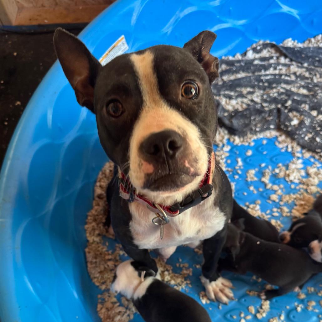 Bonnie, a Adoptable mixed breed in Duck River, TN image 4/6