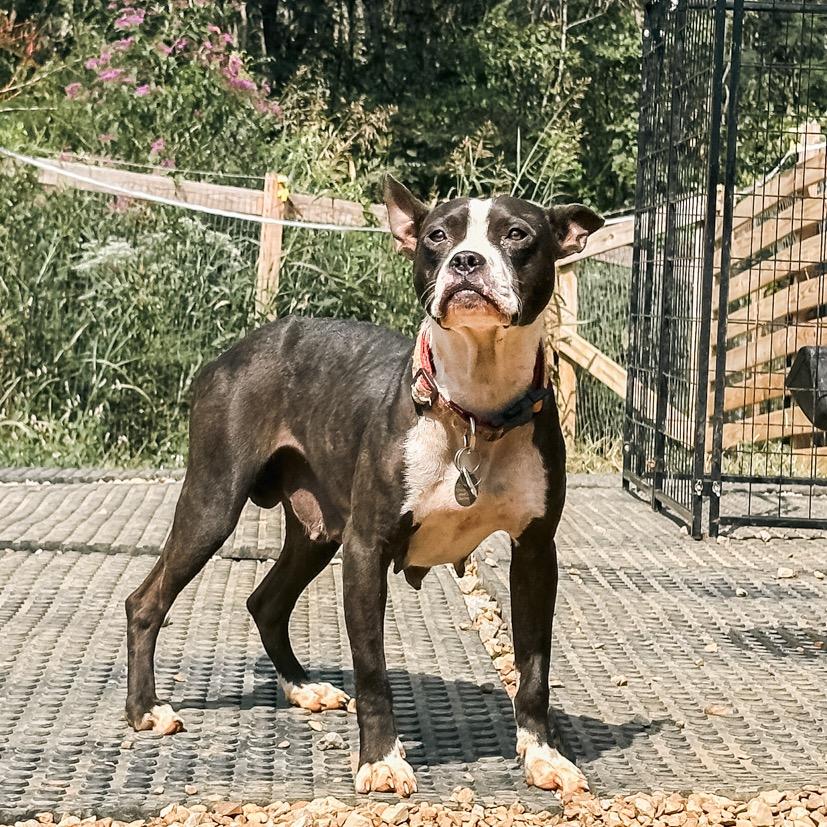 Bonnie, a Adoptable mixed breed in Duck River, TN image 5/6
