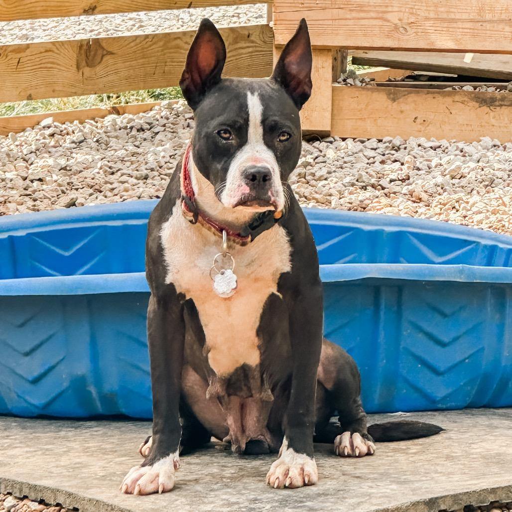 Bonnie, a Adoptable mixed breed in Duck River, TN image 6/6