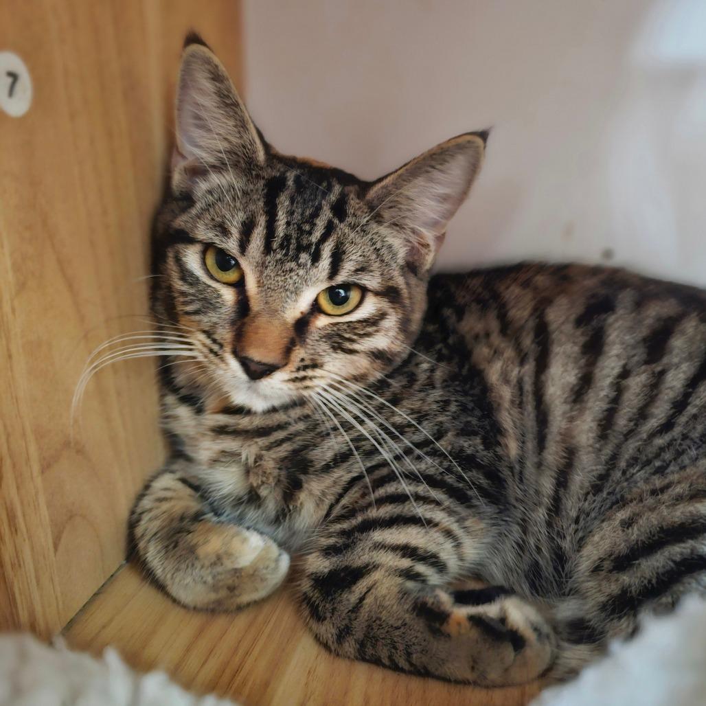 Enlarge Honey, a Adoptable Domestic Short Hair in Laredo, TX image 1/1