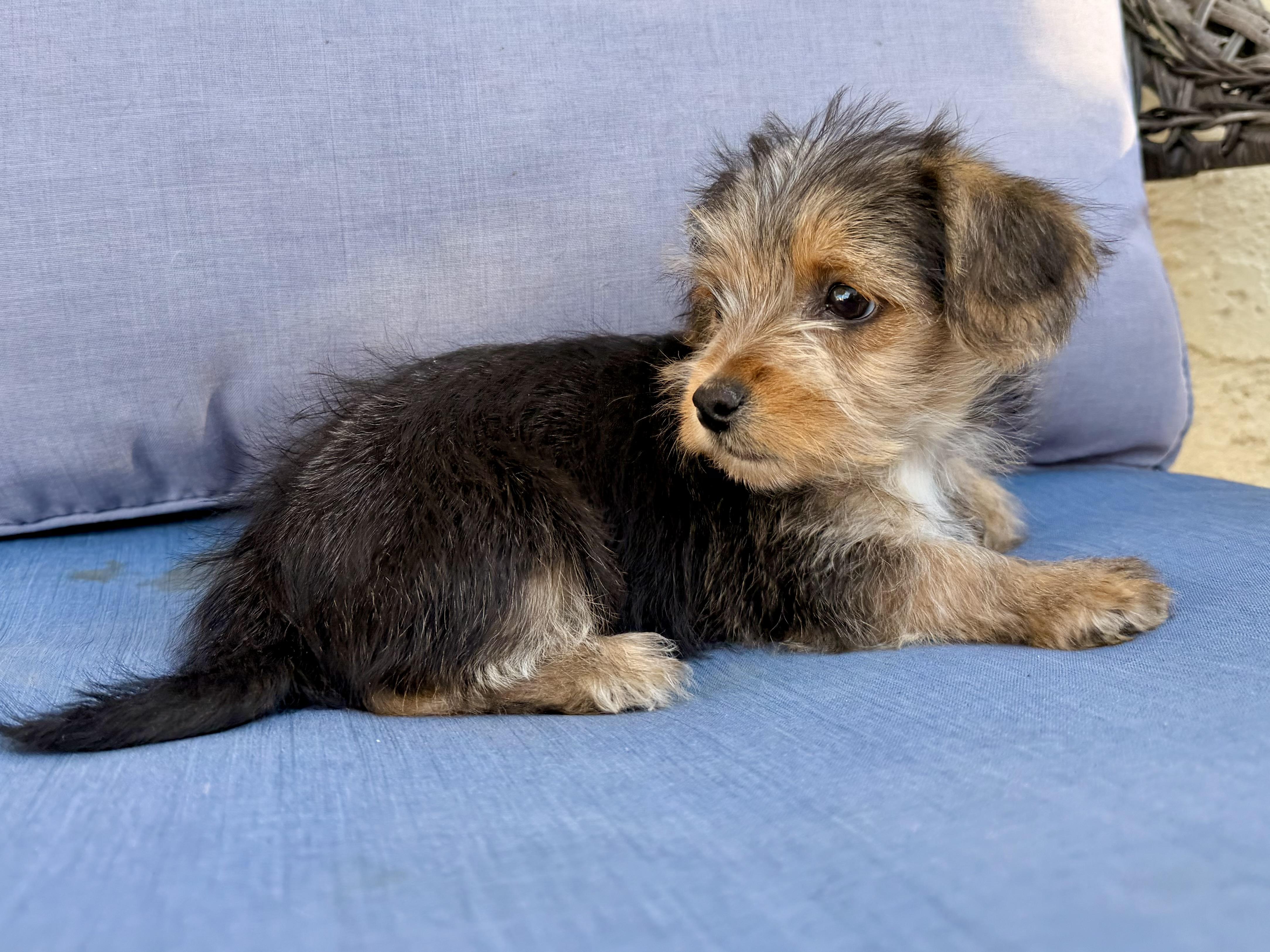 Abby , a ADOPTABLE mixed breed in ontario, CA image 2/6