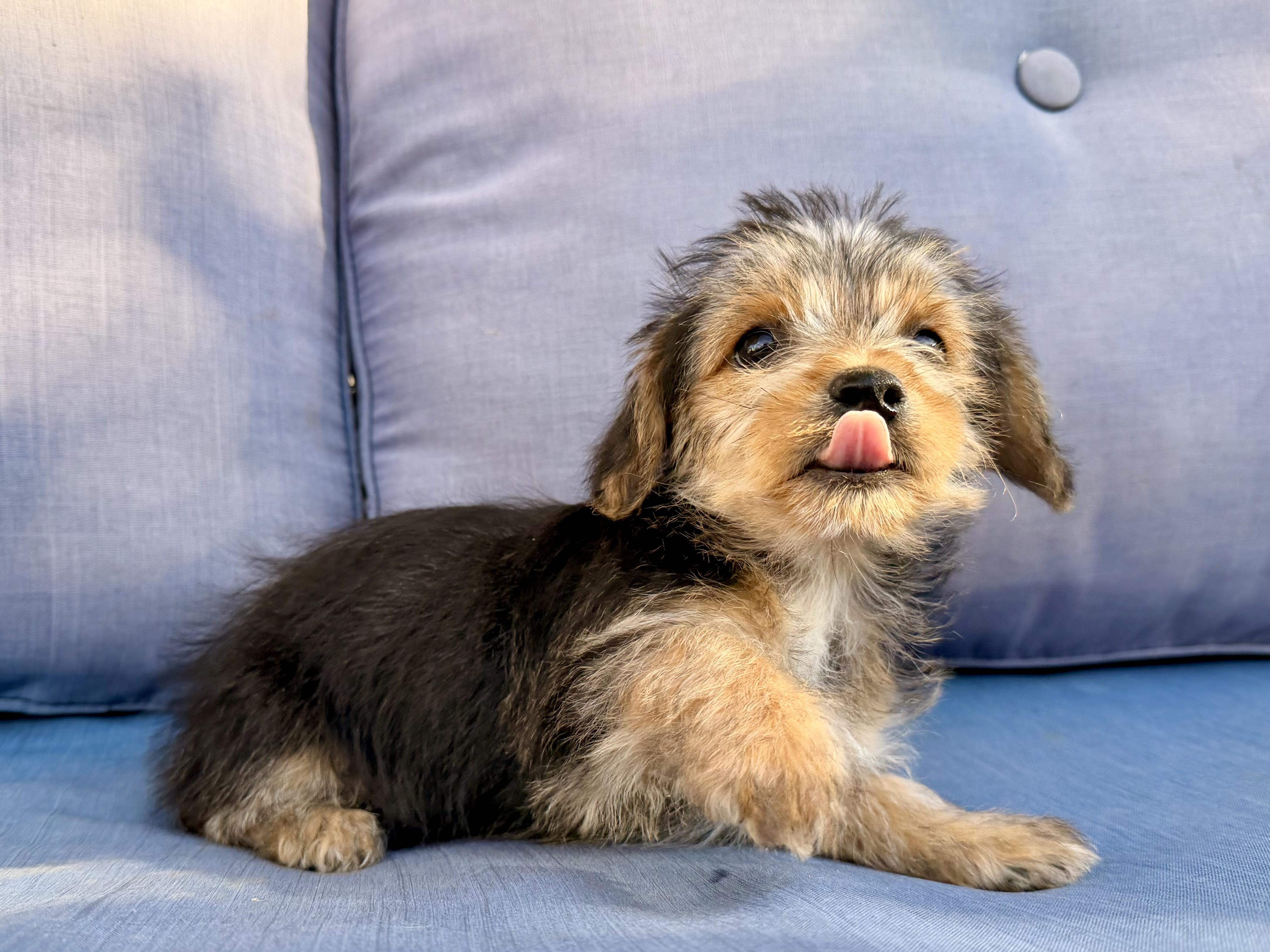 Abby , a ADOPTABLE mixed breed in ontario, CA image 4/6