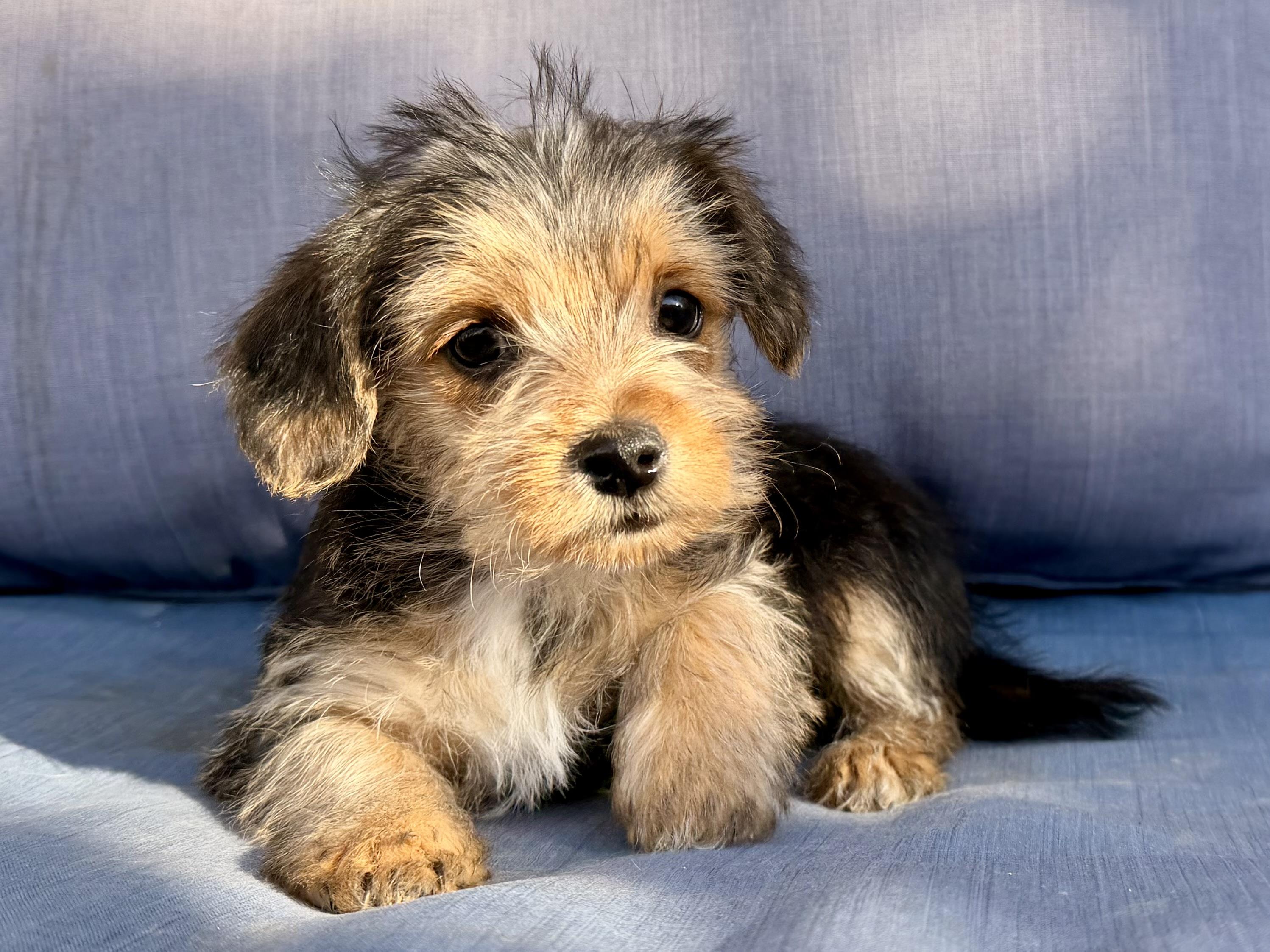 Abby , ADOPTABLE, Puppy Female Yorkshire Terrier & Shih Tzu.