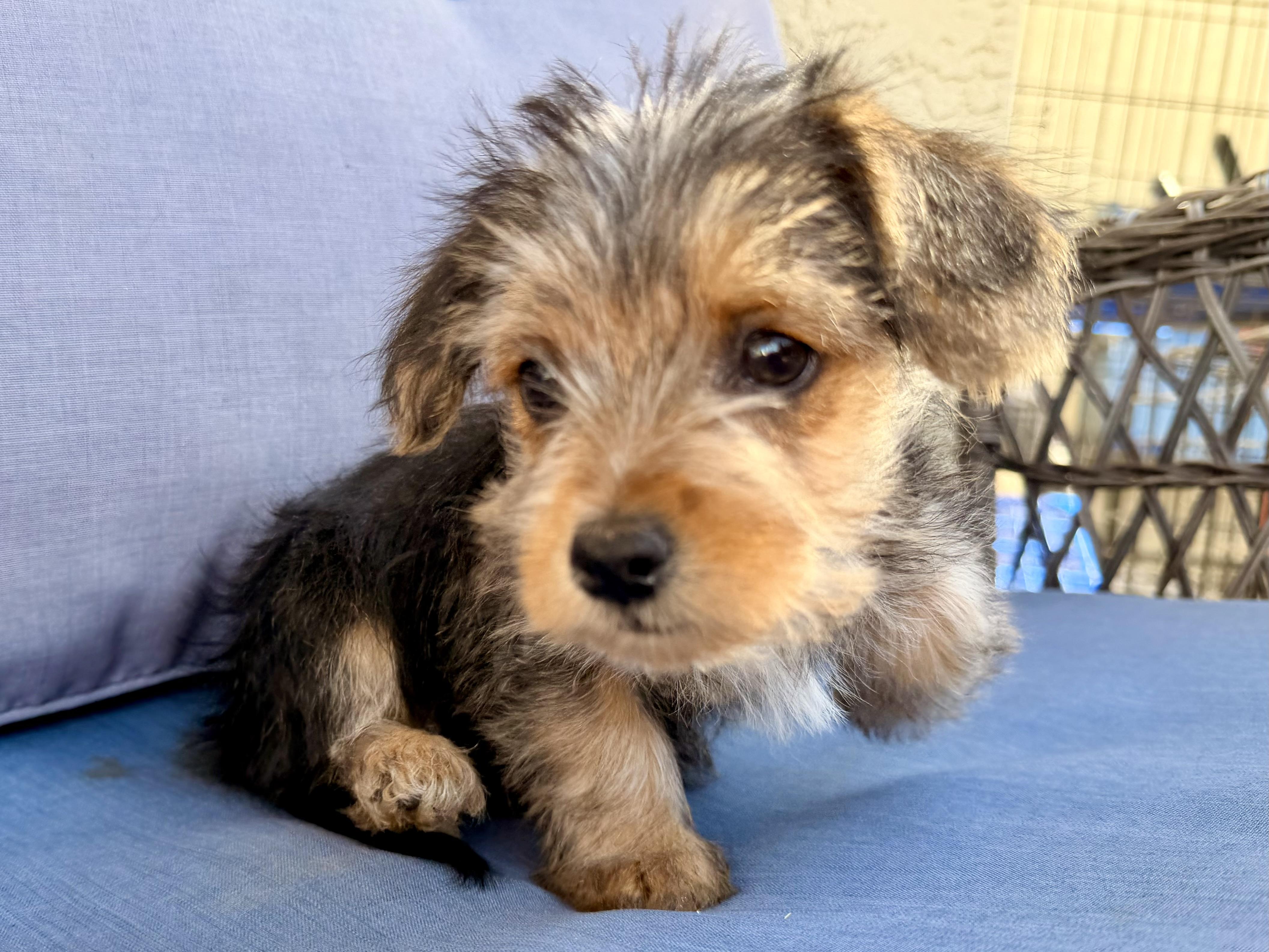 Abby , a ADOPTABLE mixed breed in ontario, CA image 6/6