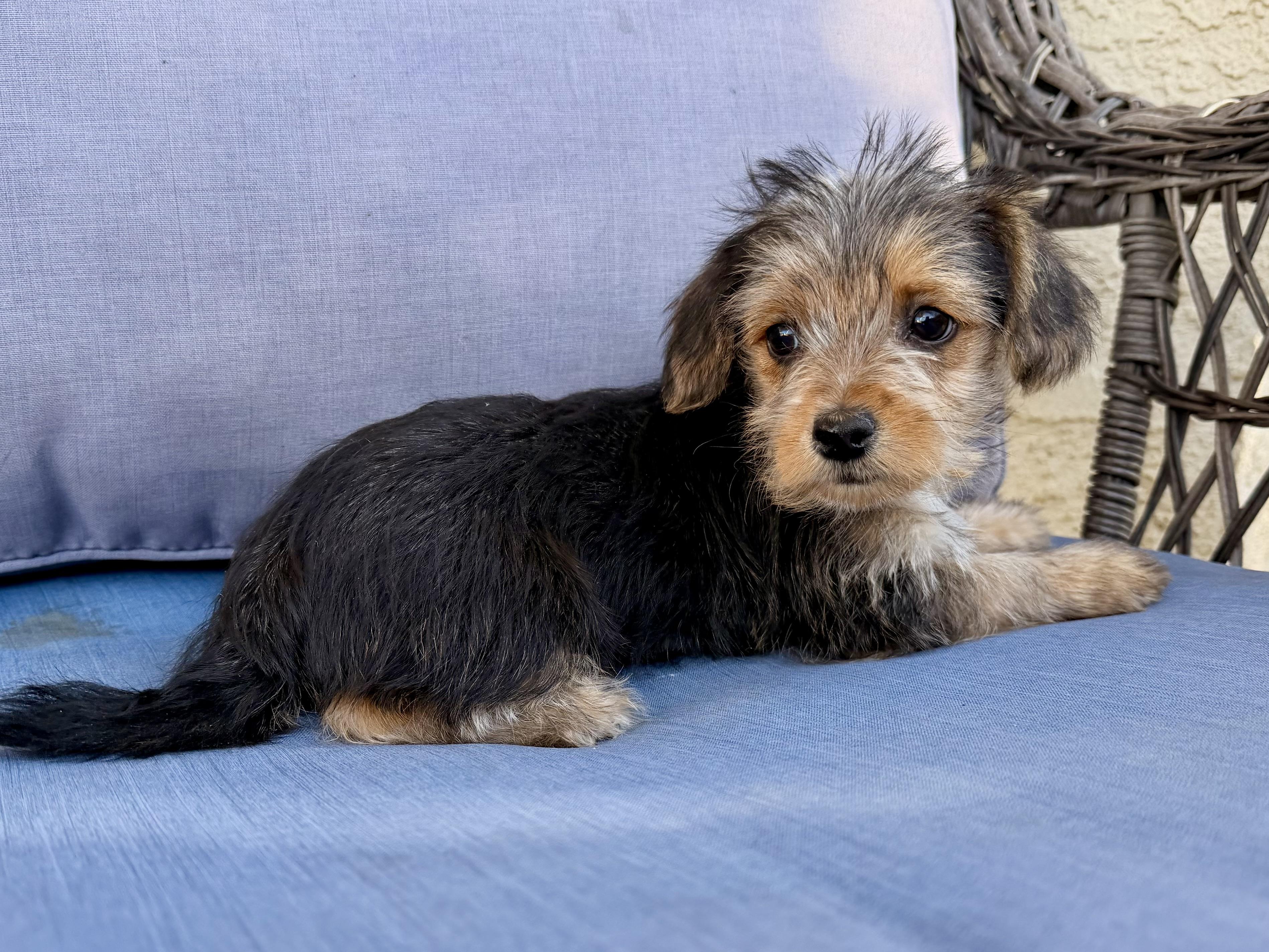 Abby , a ADOPTABLE mixed breed in ontario, CA image 5/6