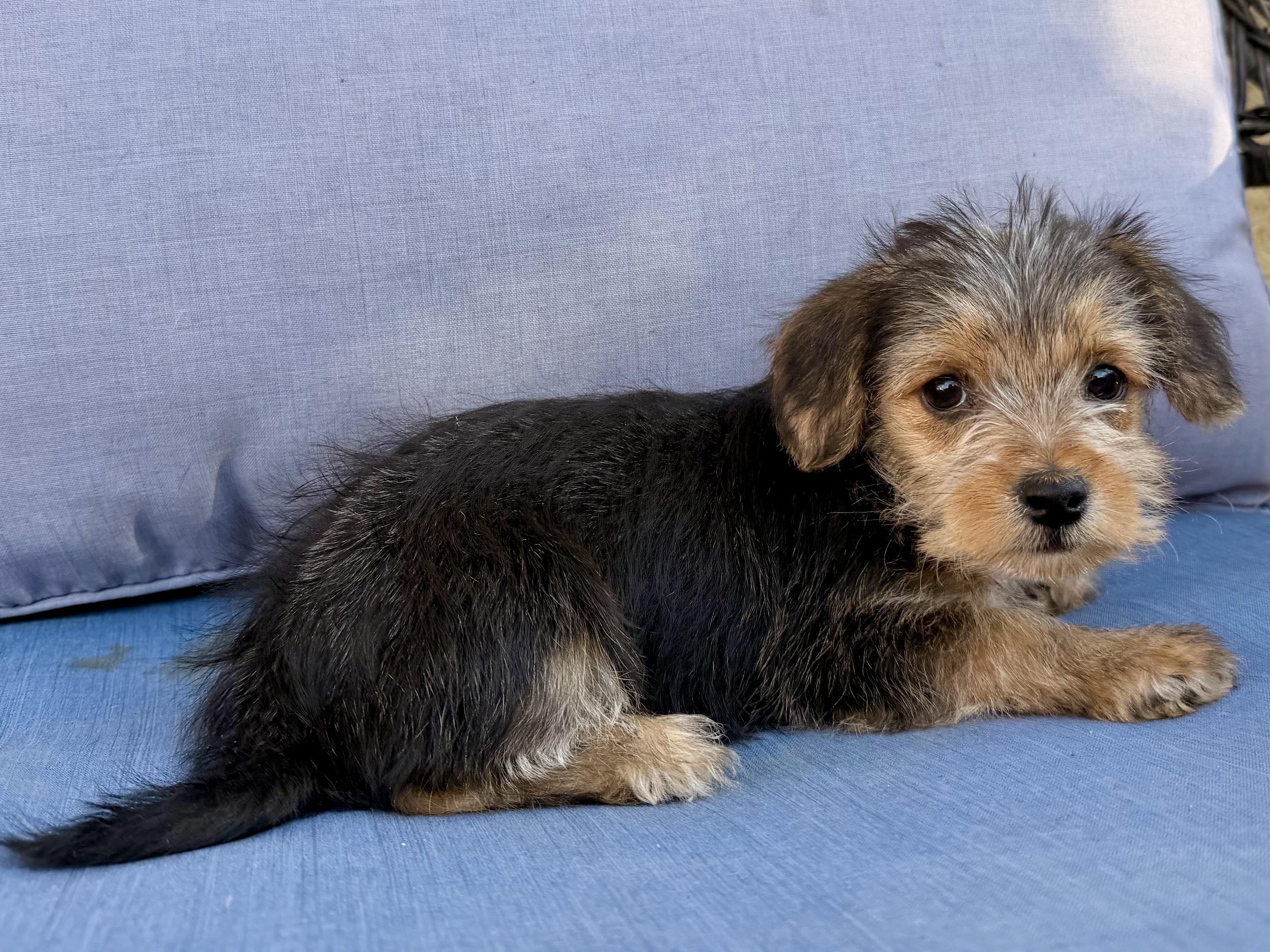 Abby , a ADOPTABLE mixed breed in ontario, CA image 3/6