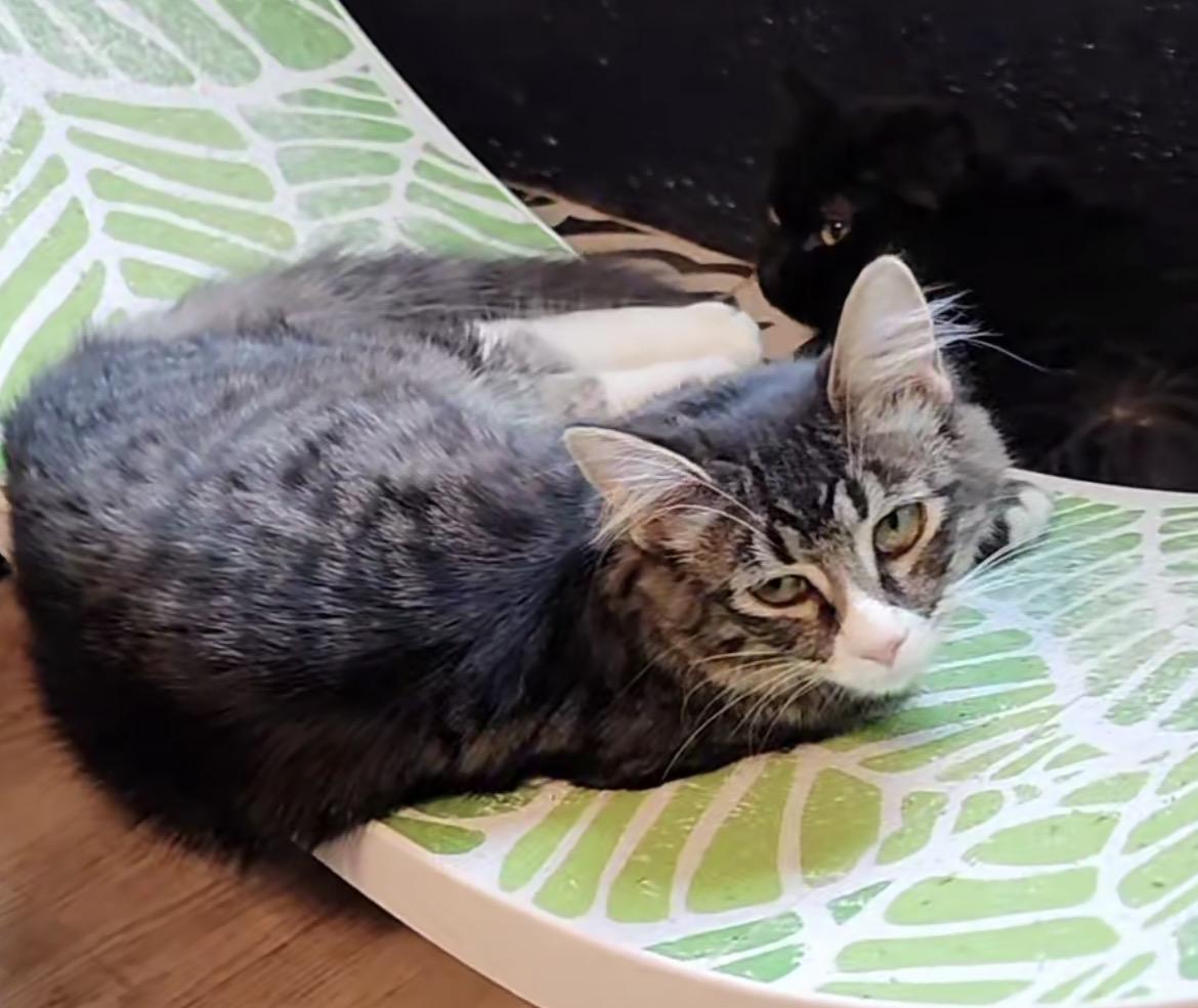 Enlarge Catnip Cathy, an adoptable Tabby in Lacey, WA image 2/5