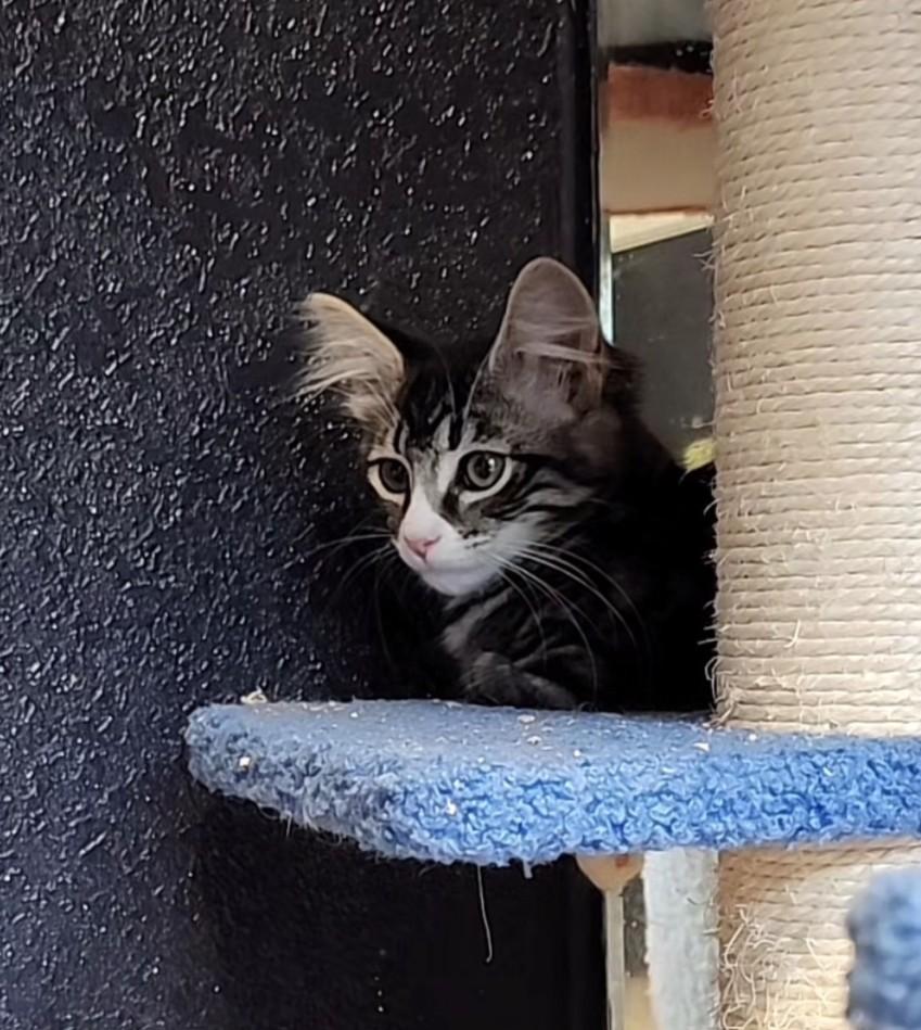 Catnip Cathy, adoptable, Kitten Female Tabby.