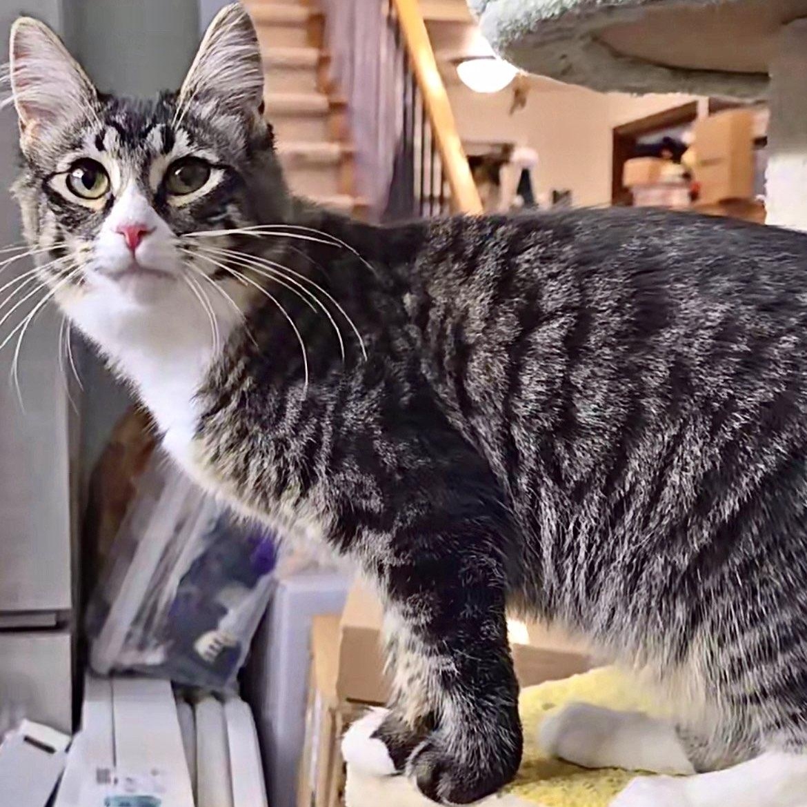 Catnip Cathy, adoptable, Kitten Female Tabby.