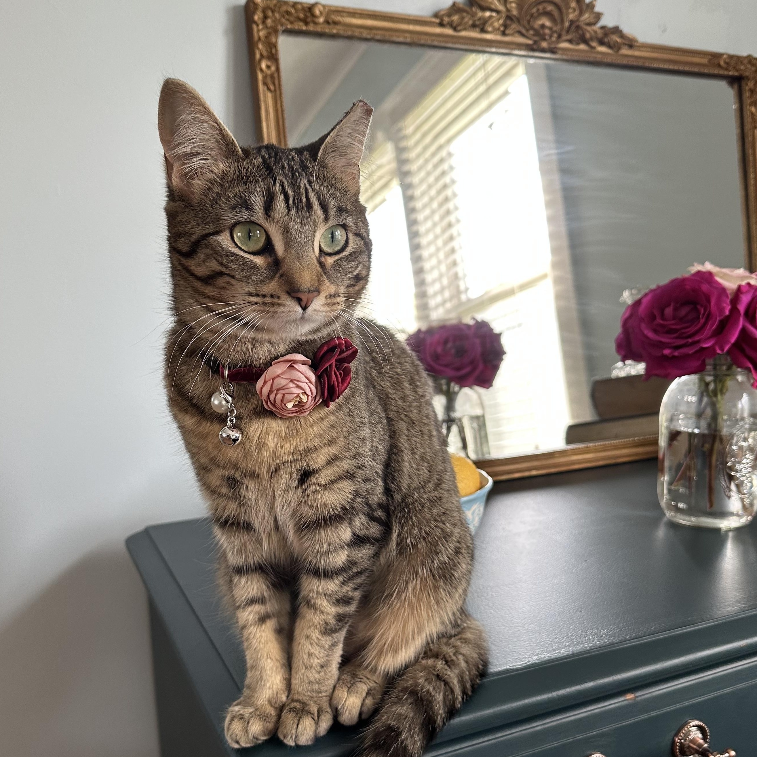 Lil Girl Pep, Adoptable, Young Female Tabby & Domestic Short Hair.