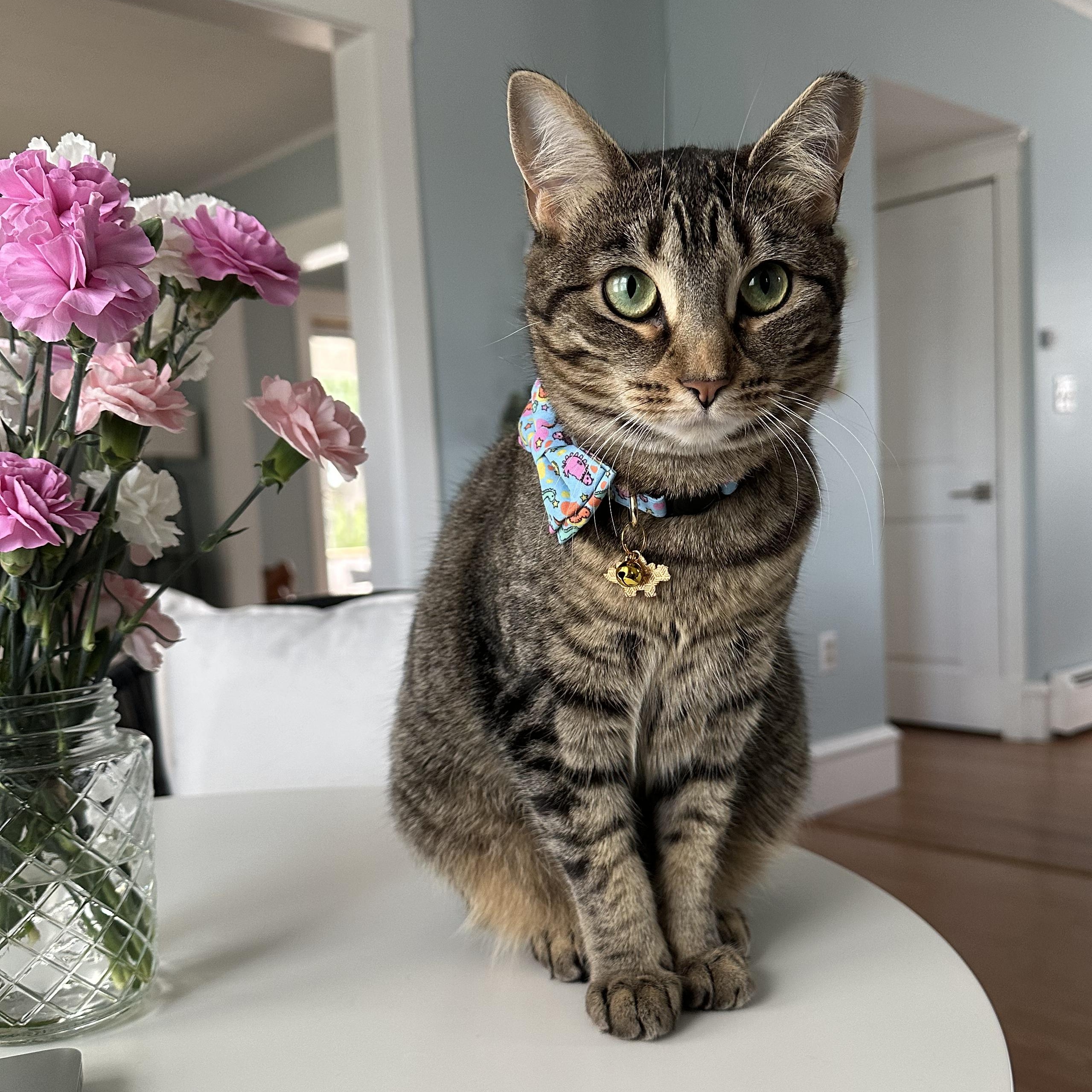 Lil Girl Pep, Adoptable, Young Female Tabby & Domestic Short Hair.