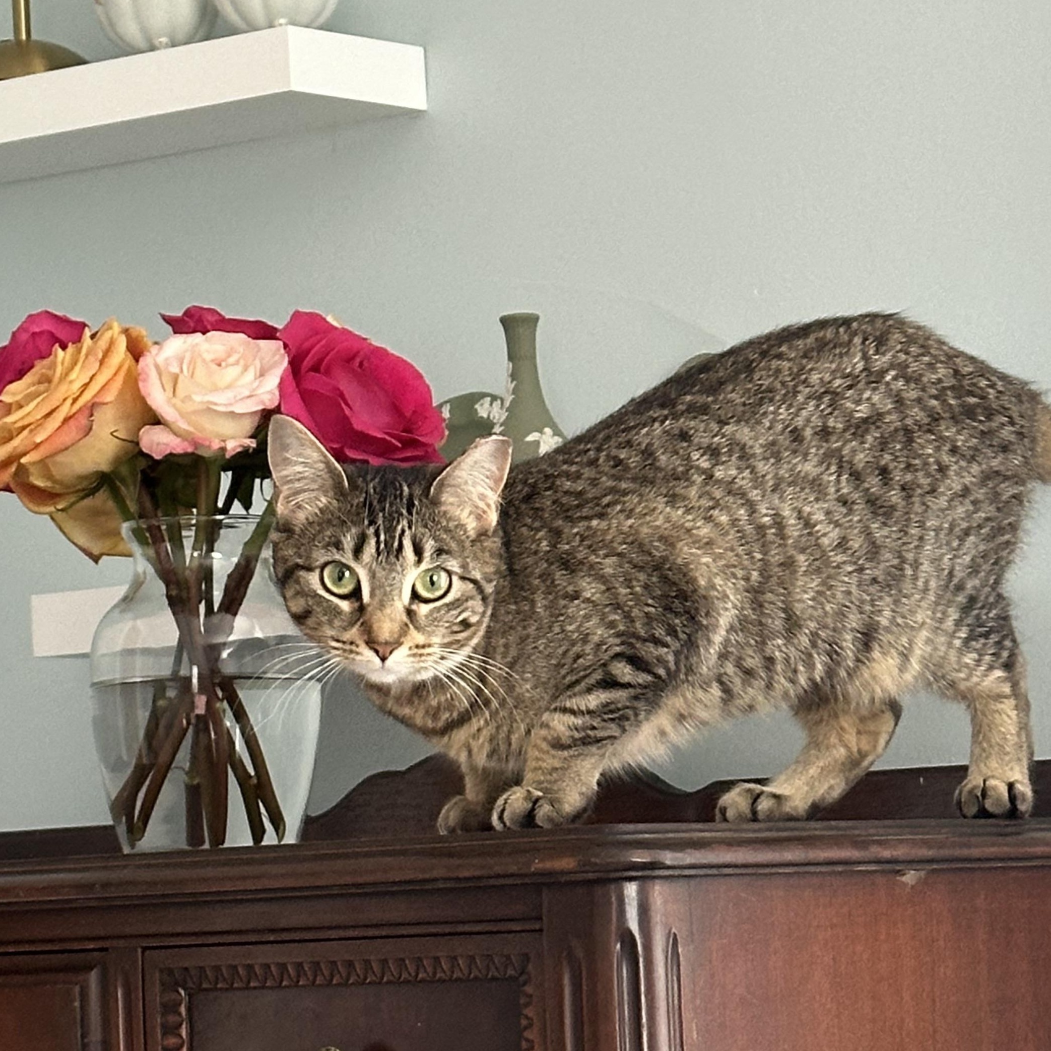 Lil Girl Pep, a Adoptable mixed breed in Scranton, PA image 4/6