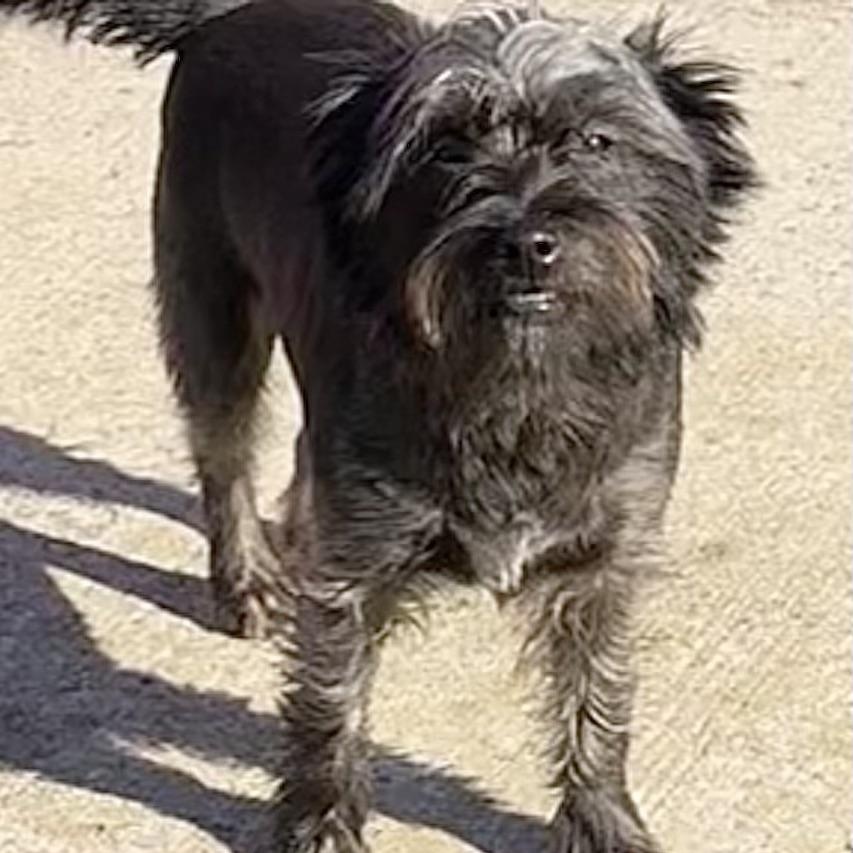 Enlarge GLOCK - ARRIVING IN MAINE OCTOBER 24th, a Adoptable Mixed Breed in Berwick, ME image 2/5