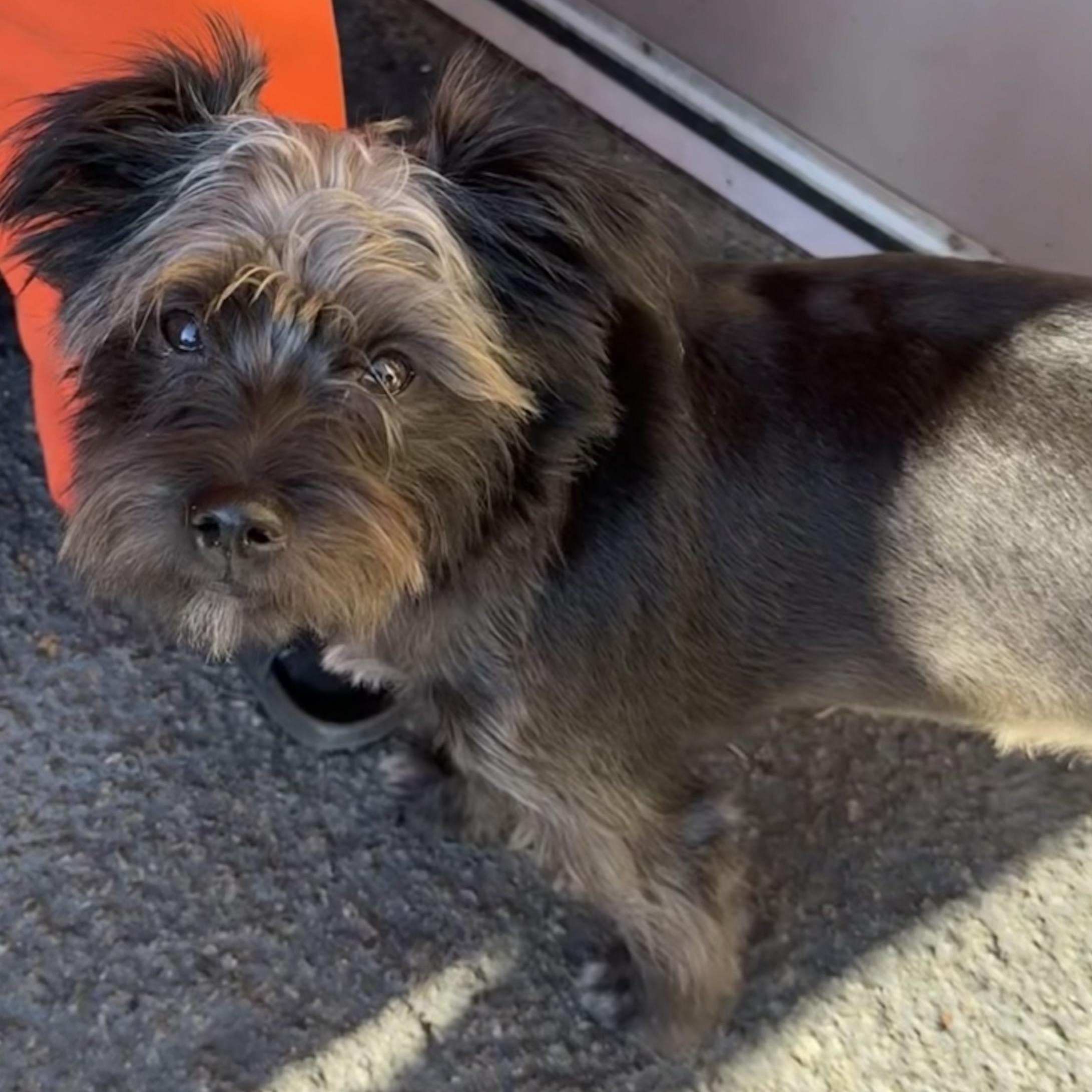 Enlarge GLOCK - ARRIVING IN MAINE OCTOBER 24th, a Adoptable Mixed Breed in Berwick, ME image 1/5
