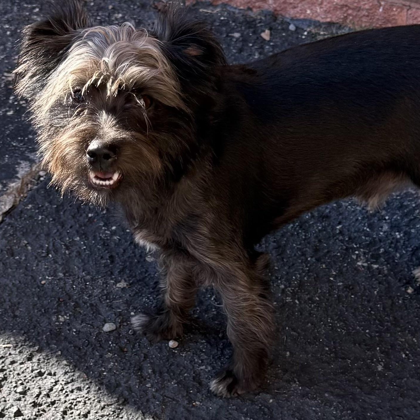 Enlarge GLOCK - ARRIVING IN MAINE OCTOBER 24th, a Adoptable Mixed Breed in Berwick, ME image 5/5