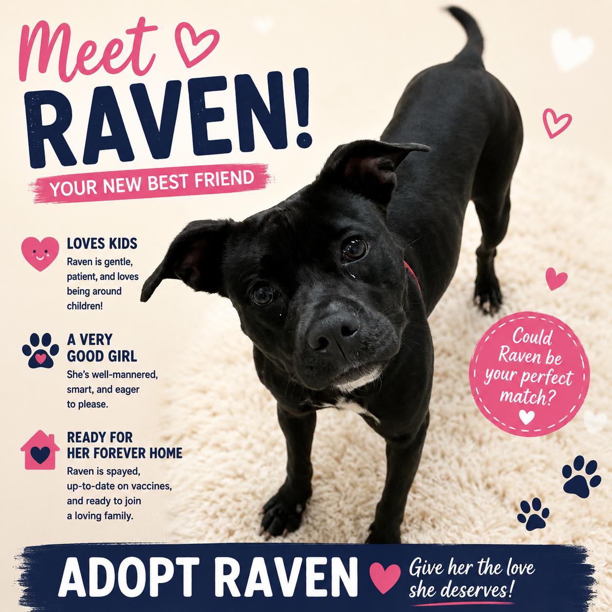 Raven, ADOPTABLE, Adult Female Mixed Breed.