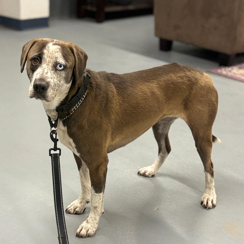 Dolly, Adoptable, Adult Female Mixed Breed.