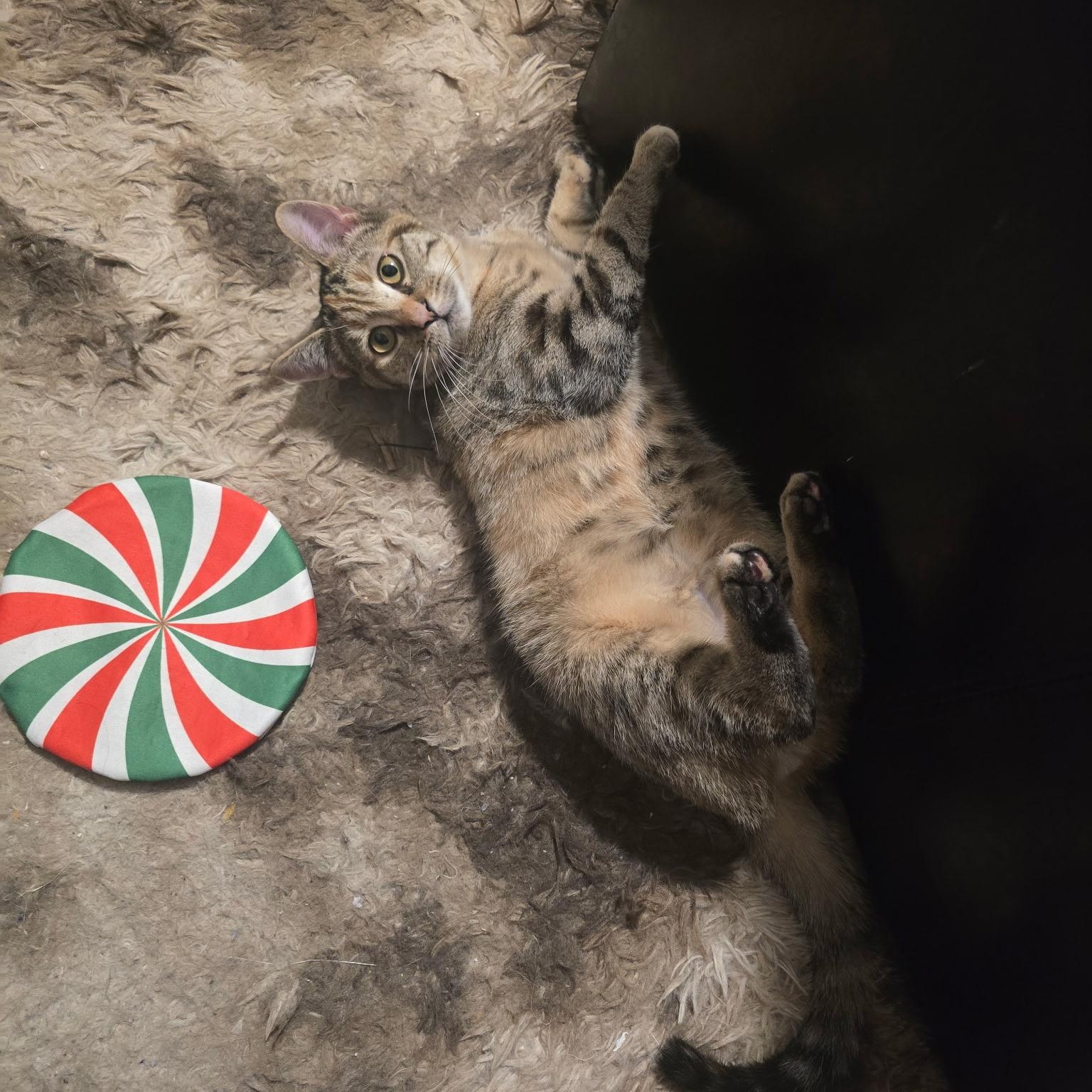 Honey , a Adoptable mixed breed in Maplewood, NJ image 2/6