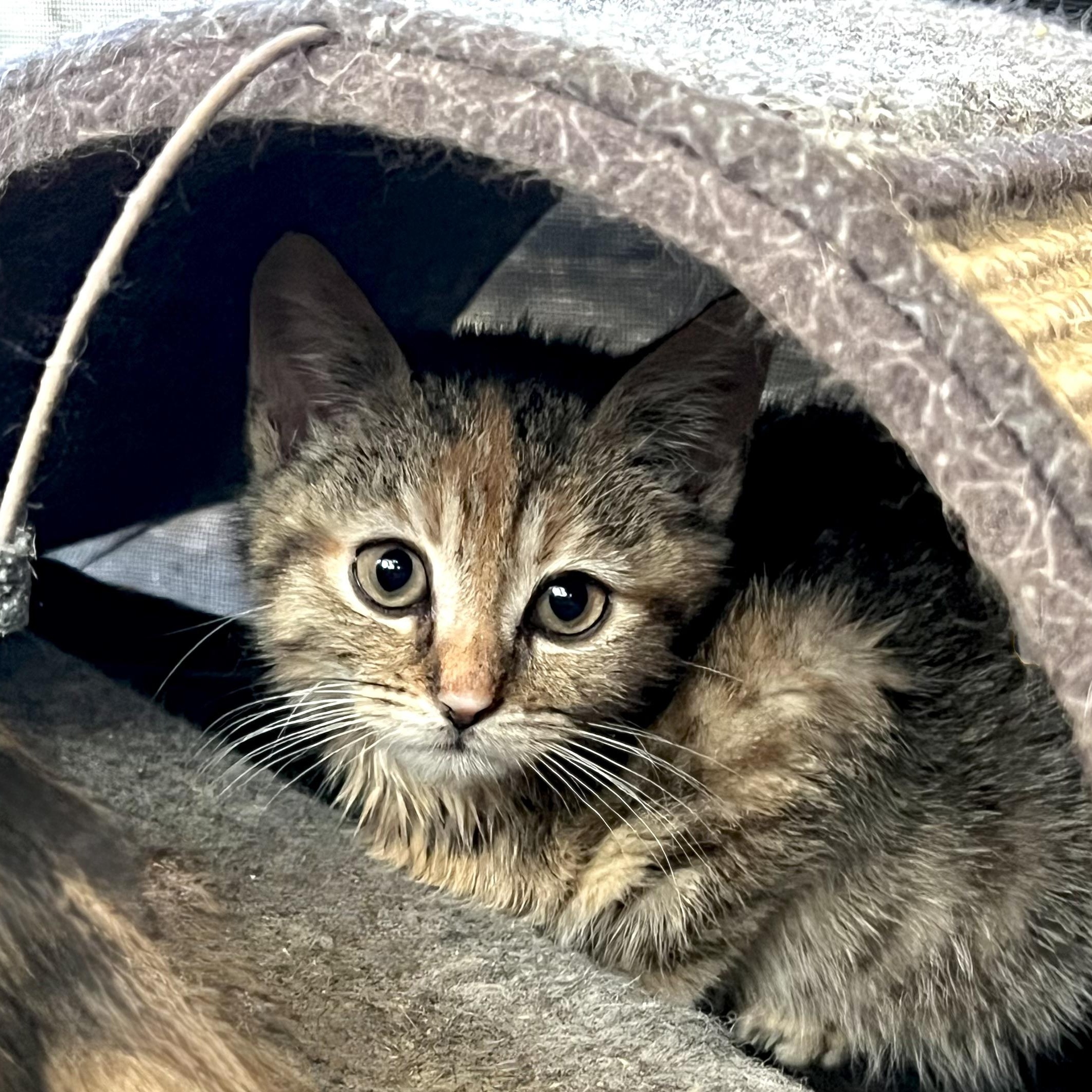 Enlarge Honey , a Adoptable mixed breed in Maplewood, NJ image 3/6