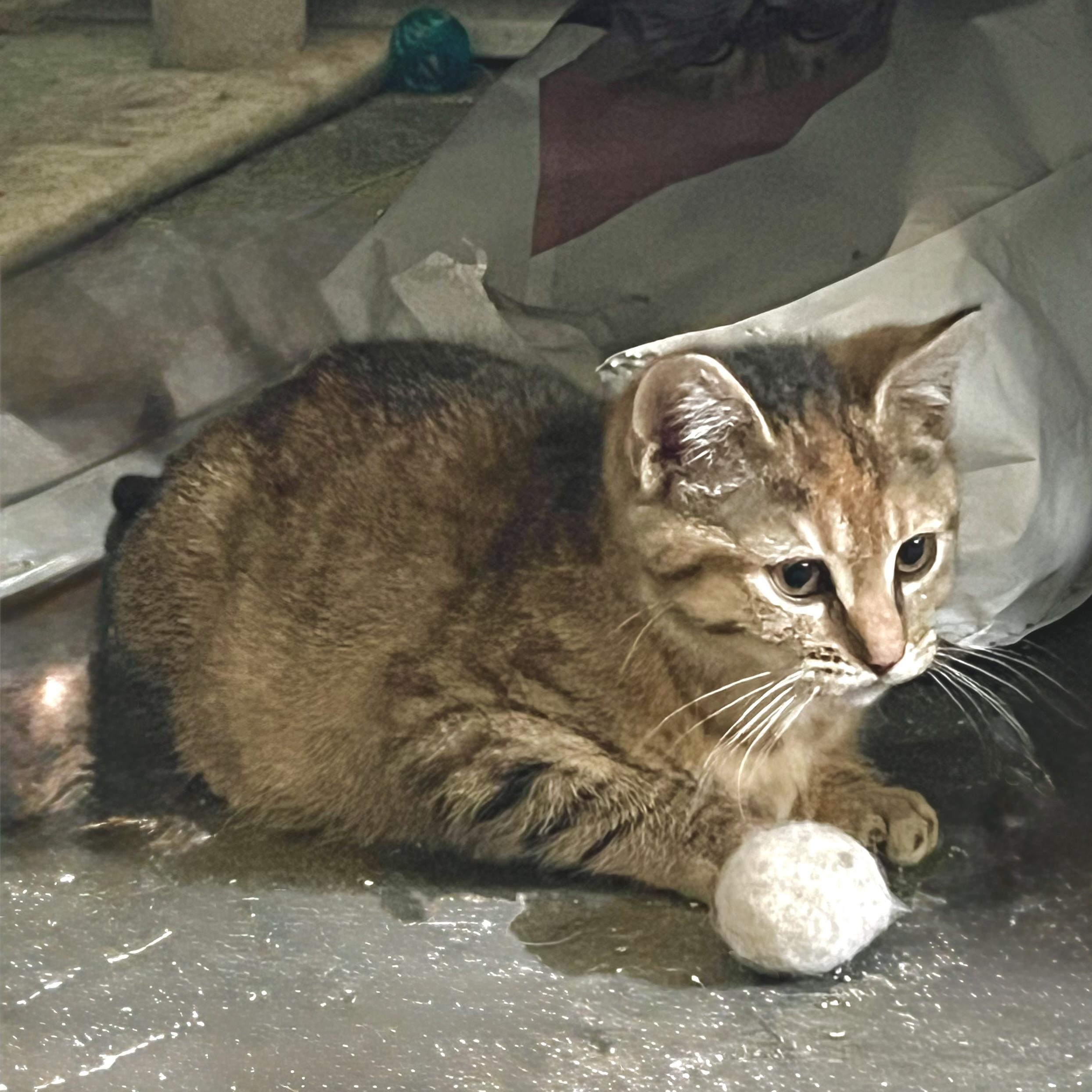 Enlarge Honey , a Adoptable mixed breed in Maplewood, NJ image 4/6