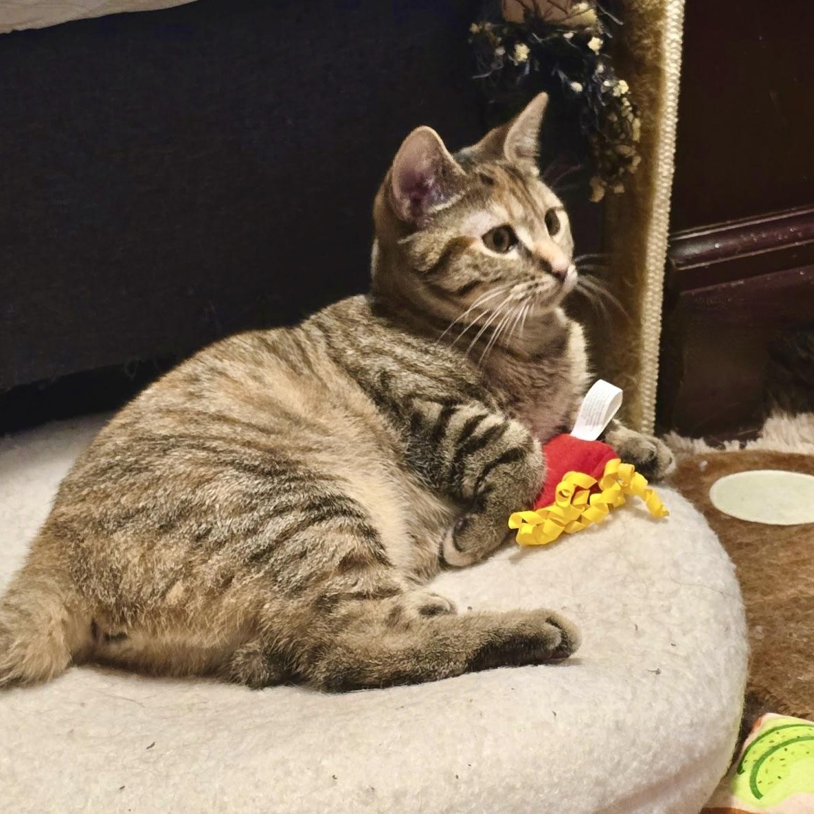 Honey , a Adoptable mixed breed in Maplewood, NJ image 5/6