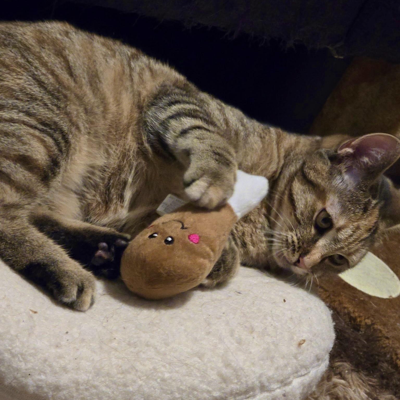 Honey , a Adoptable mixed breed in Maplewood, NJ image 4/6