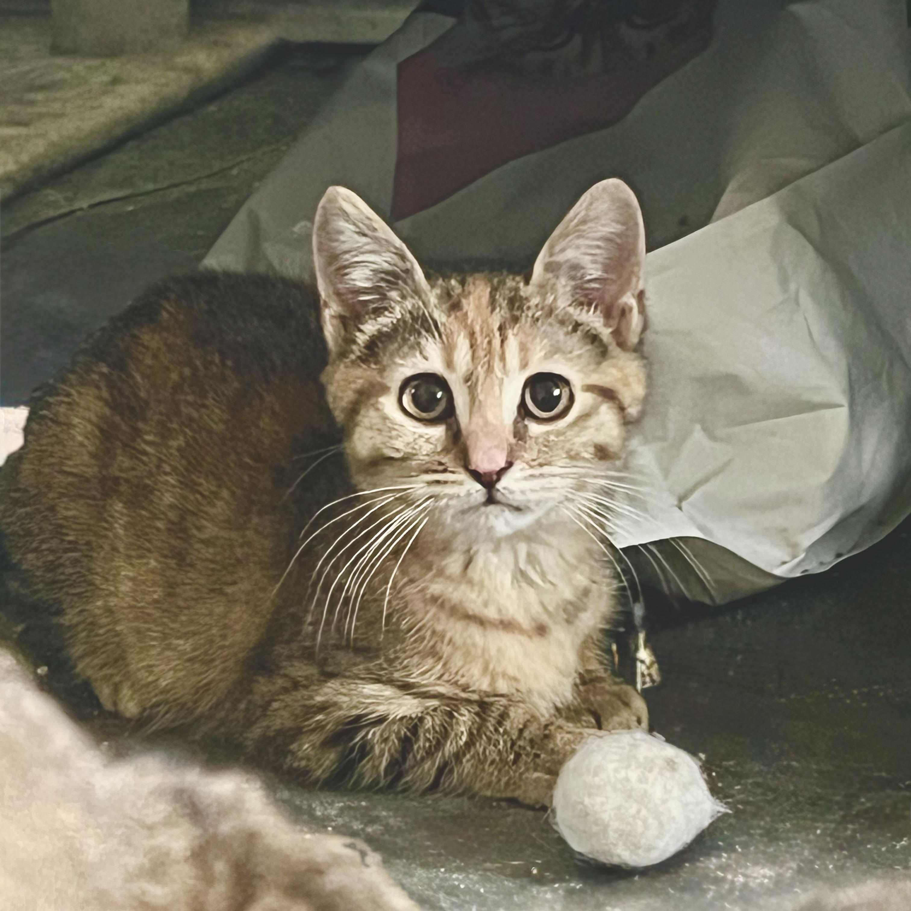 Enlarge Honey , a Adoptable mixed breed in Maplewood, NJ image 1/6