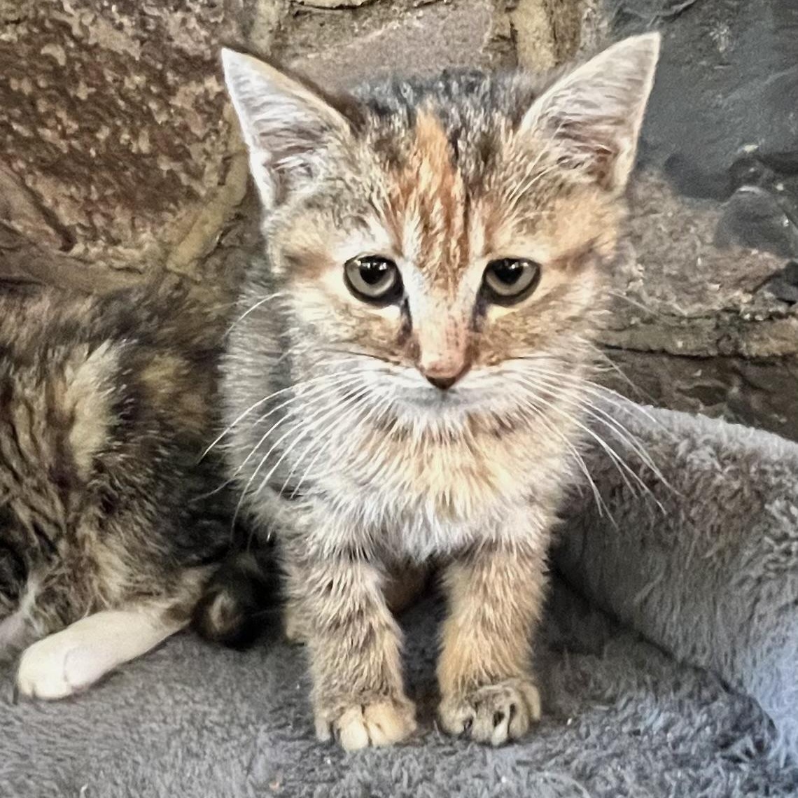 Enlarge Honey , a Adoptable mixed breed in Maplewood, NJ image 5/6