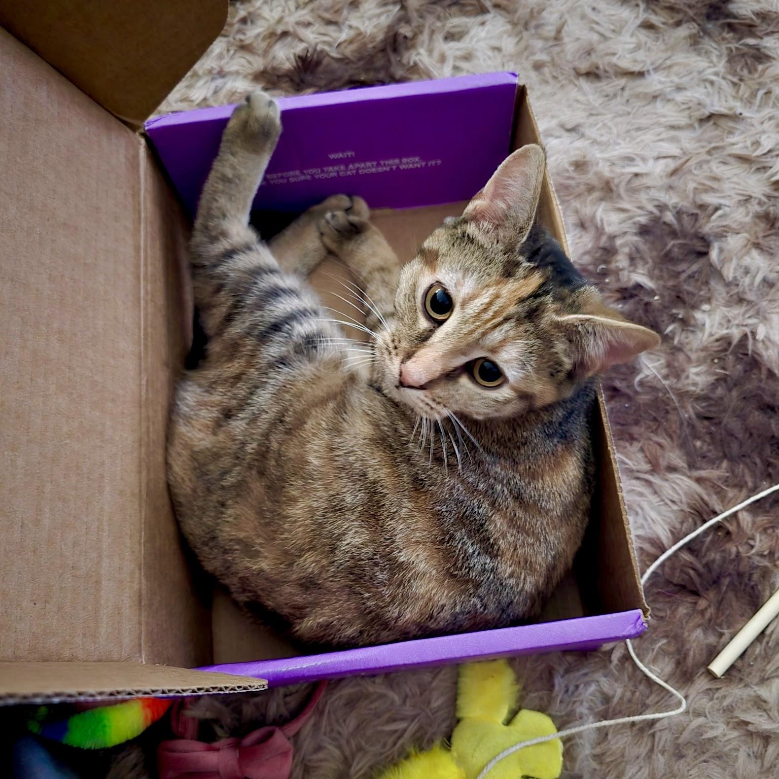 Honey , a Adoptable mixed breed in Maplewood, NJ image 1/6