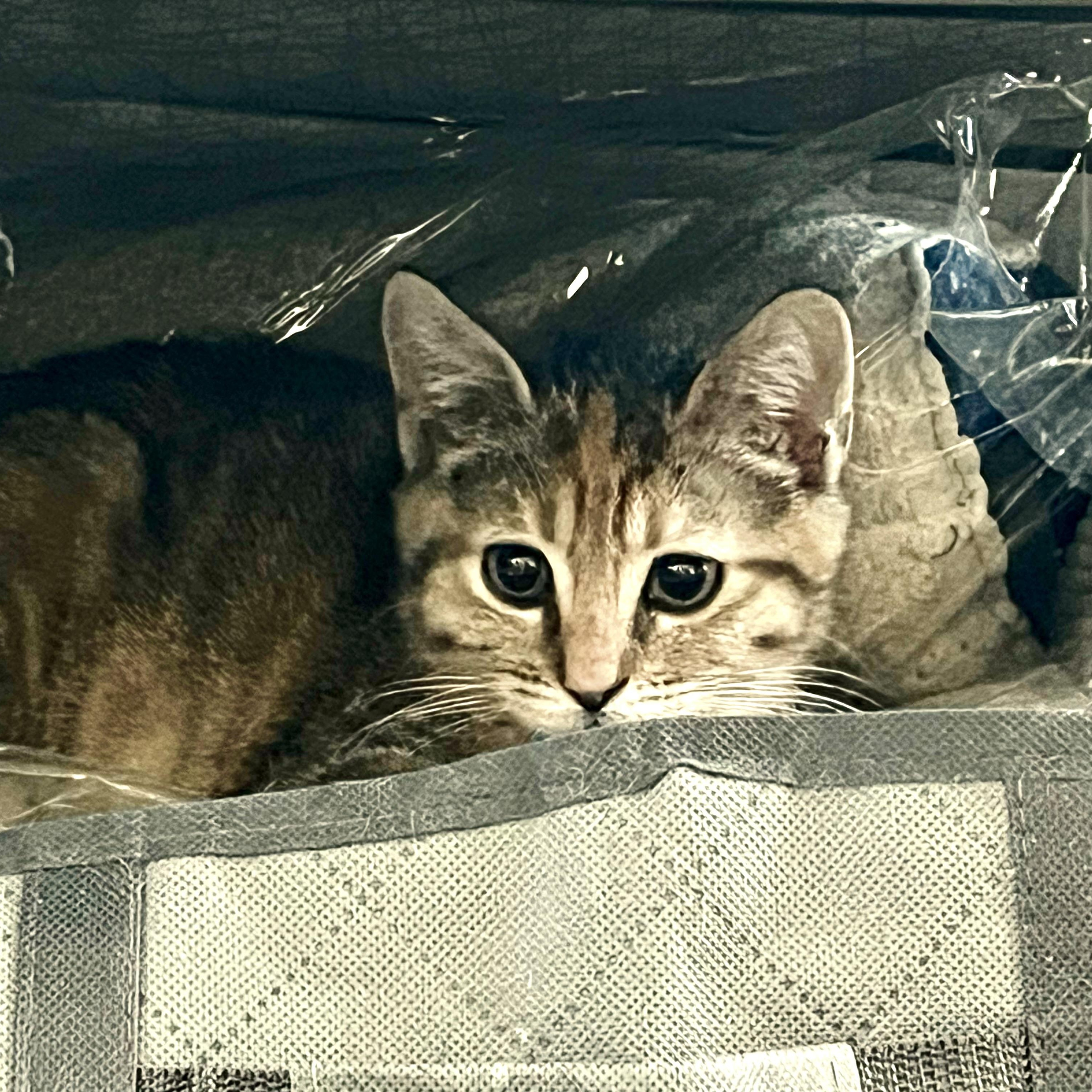 Enlarge Honey , a Adoptable mixed breed in Maplewood, NJ image 2/6