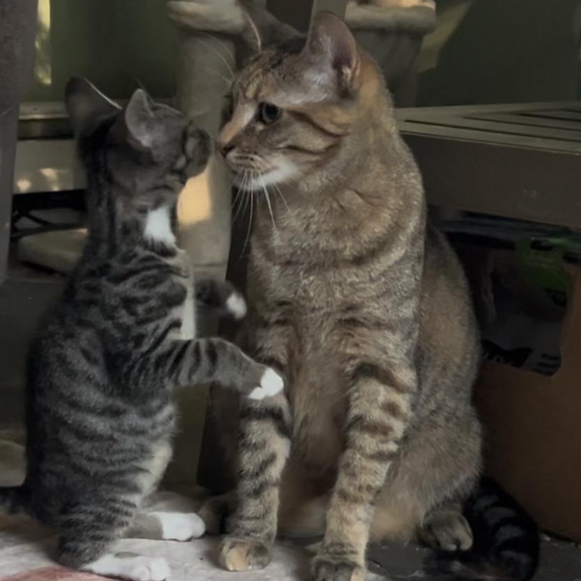 Honey , Adoptable, Young Female Calico & Torbie.