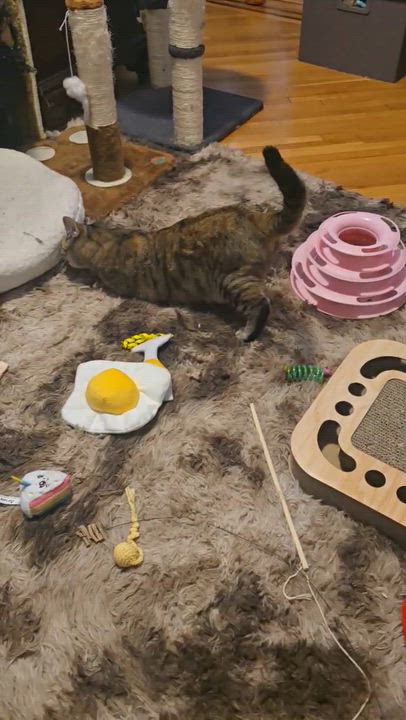 Enlarge Honey , a Adoptable mixed breed in Maplewood, NJ video 6/6