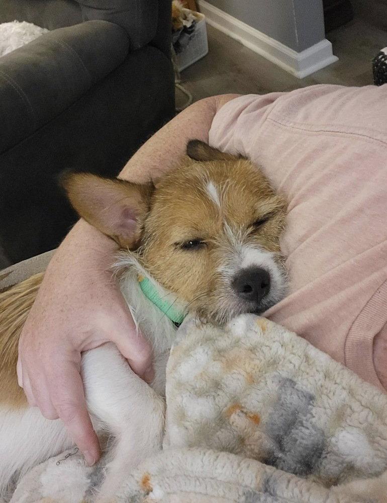 Enlarge Waffle DD~, a Adoptable mixed breed in Columbia, TN image 1/3