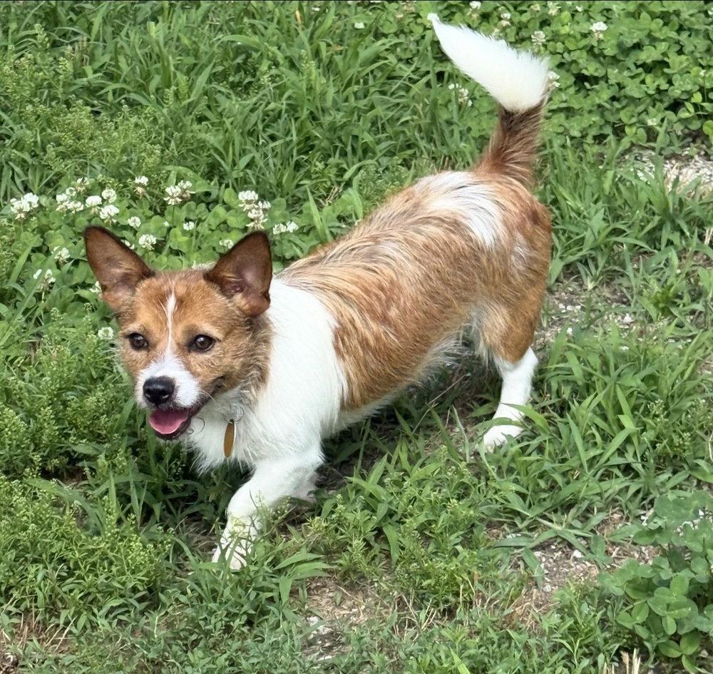 Enlarge Waffle DD~, a Adoptable mixed breed in Columbia, TN image 2/3