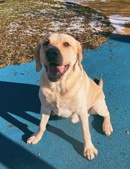 BOB, Adoptable, Adult Male Labrador Retriever.