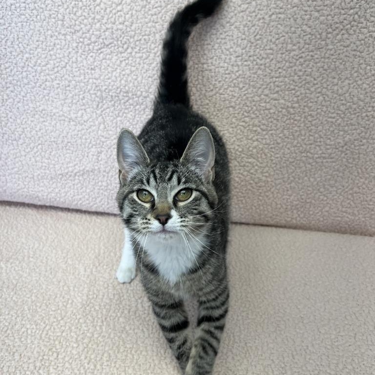 Enlarge Avoccado, a ADOPTABLE Domestic Short Hair in Benld, IL image 1/1