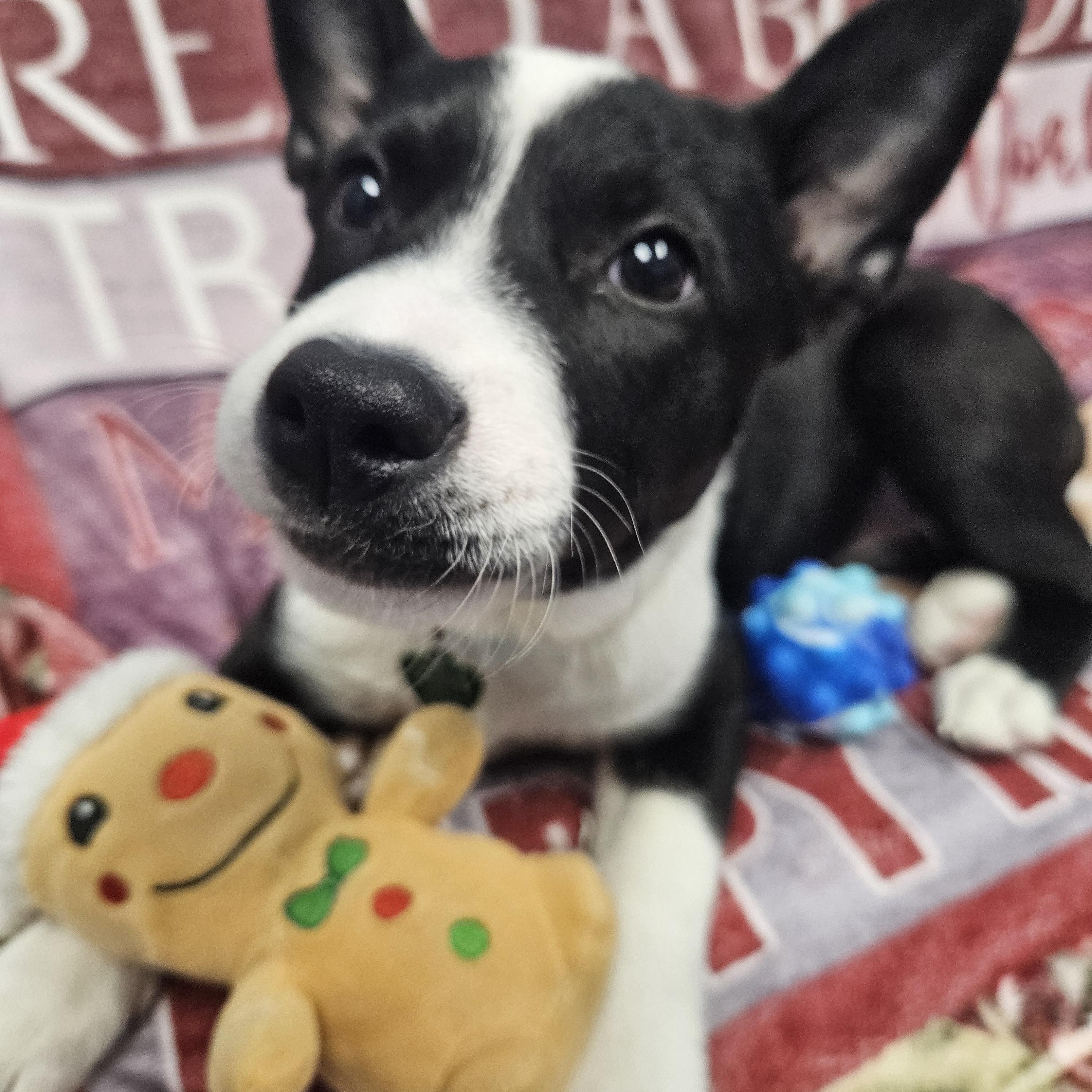 Enlarge Daisy Claire, a Adoptable mixed breed in Livonia, MI image 2/6