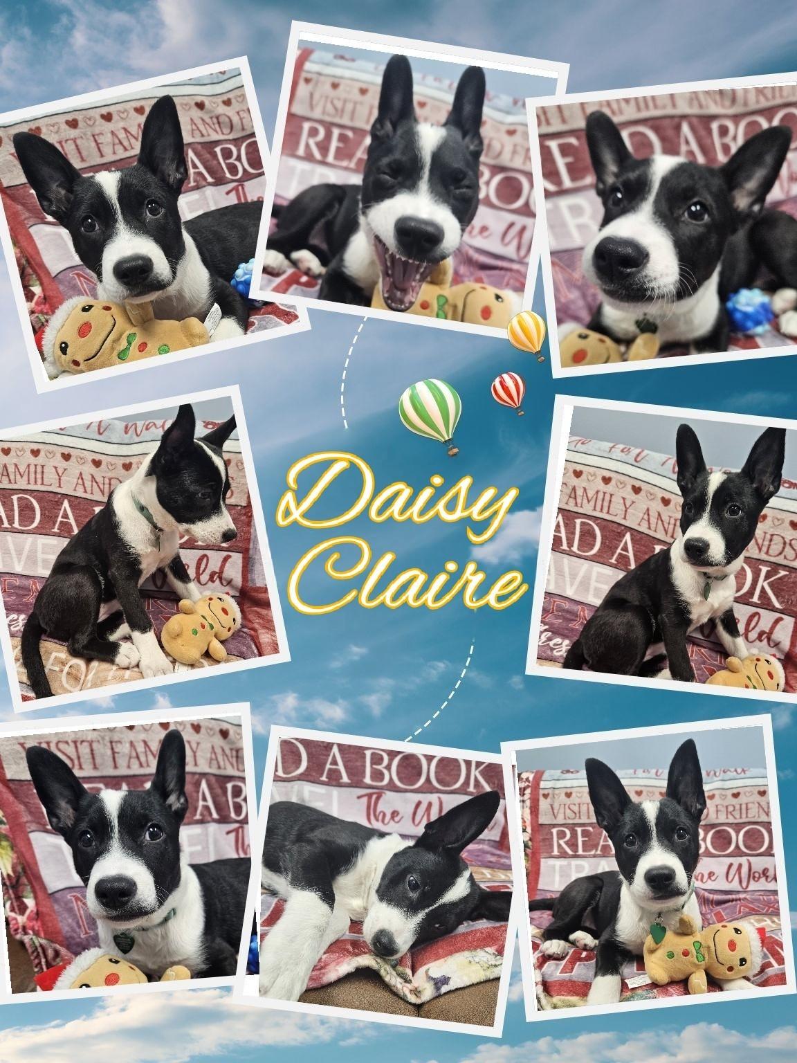 Enlarge Daisy Claire, a Adoptable mixed breed in Livonia, MI image 6/6
